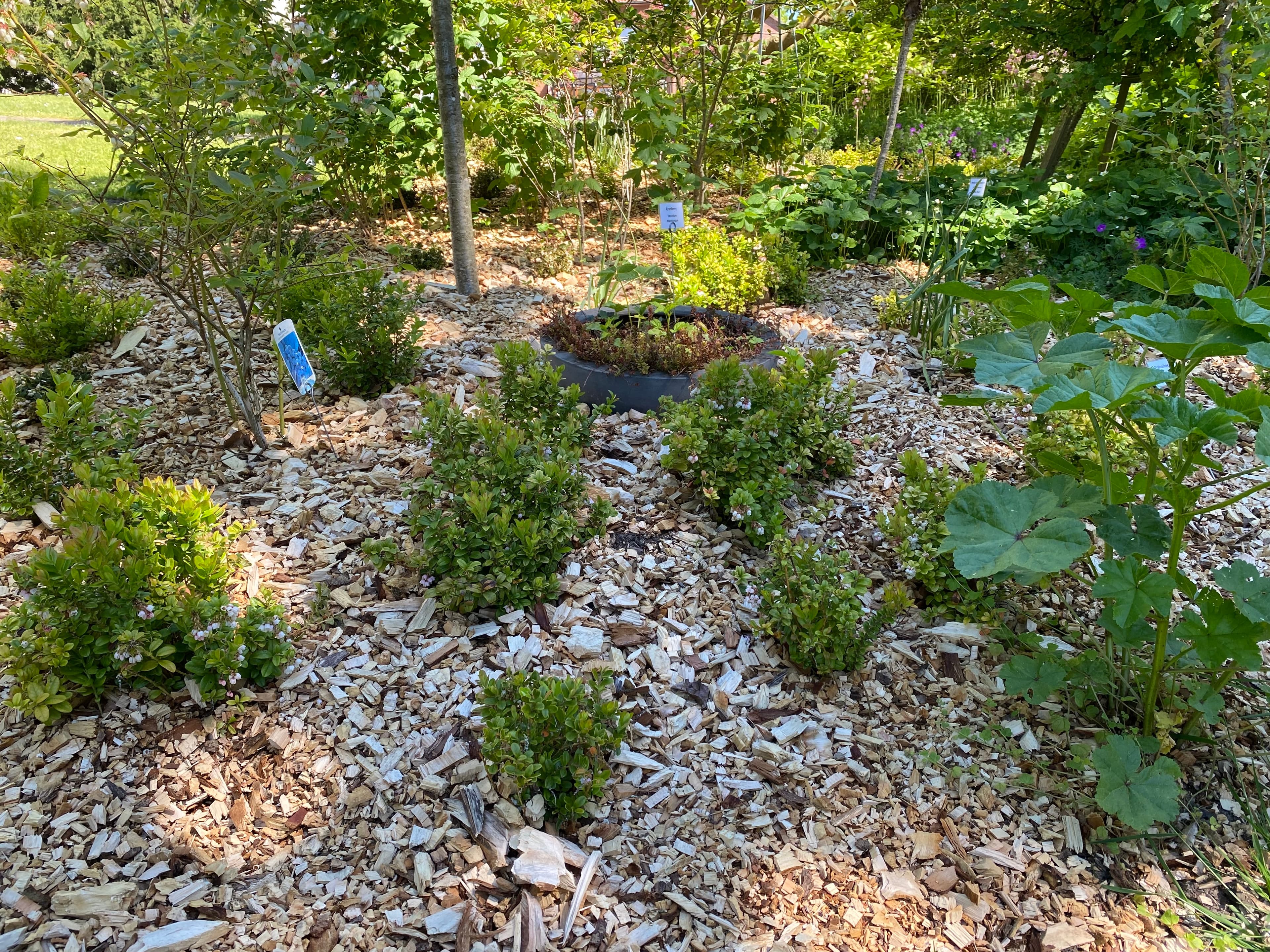 verschiedene beete mit den pflanzen im heilpflanzen garten celle