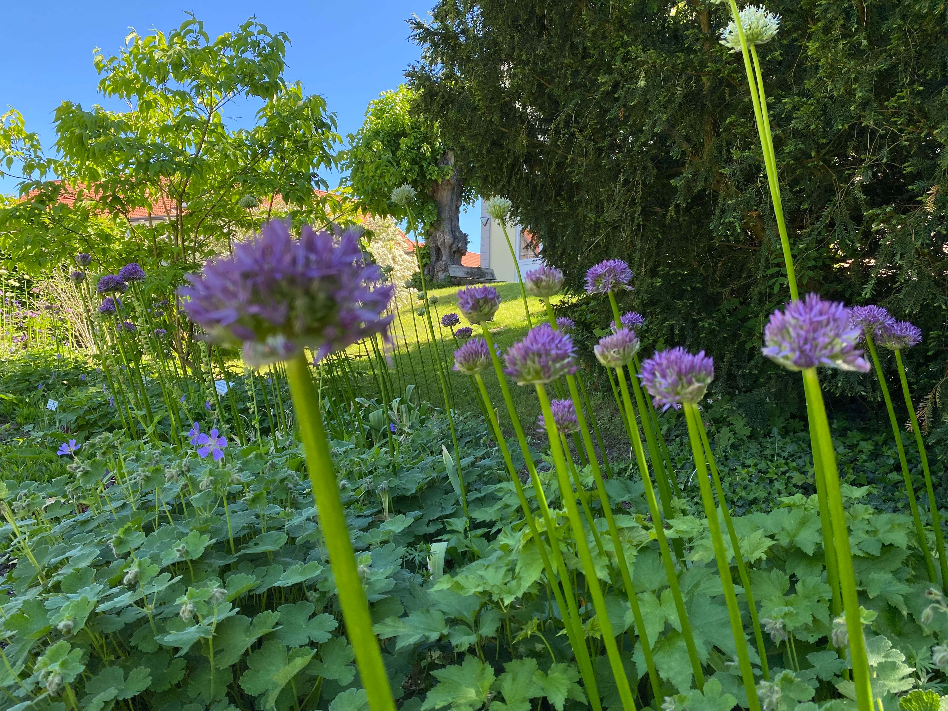 blütezeit im heilpflanzengarten in celle