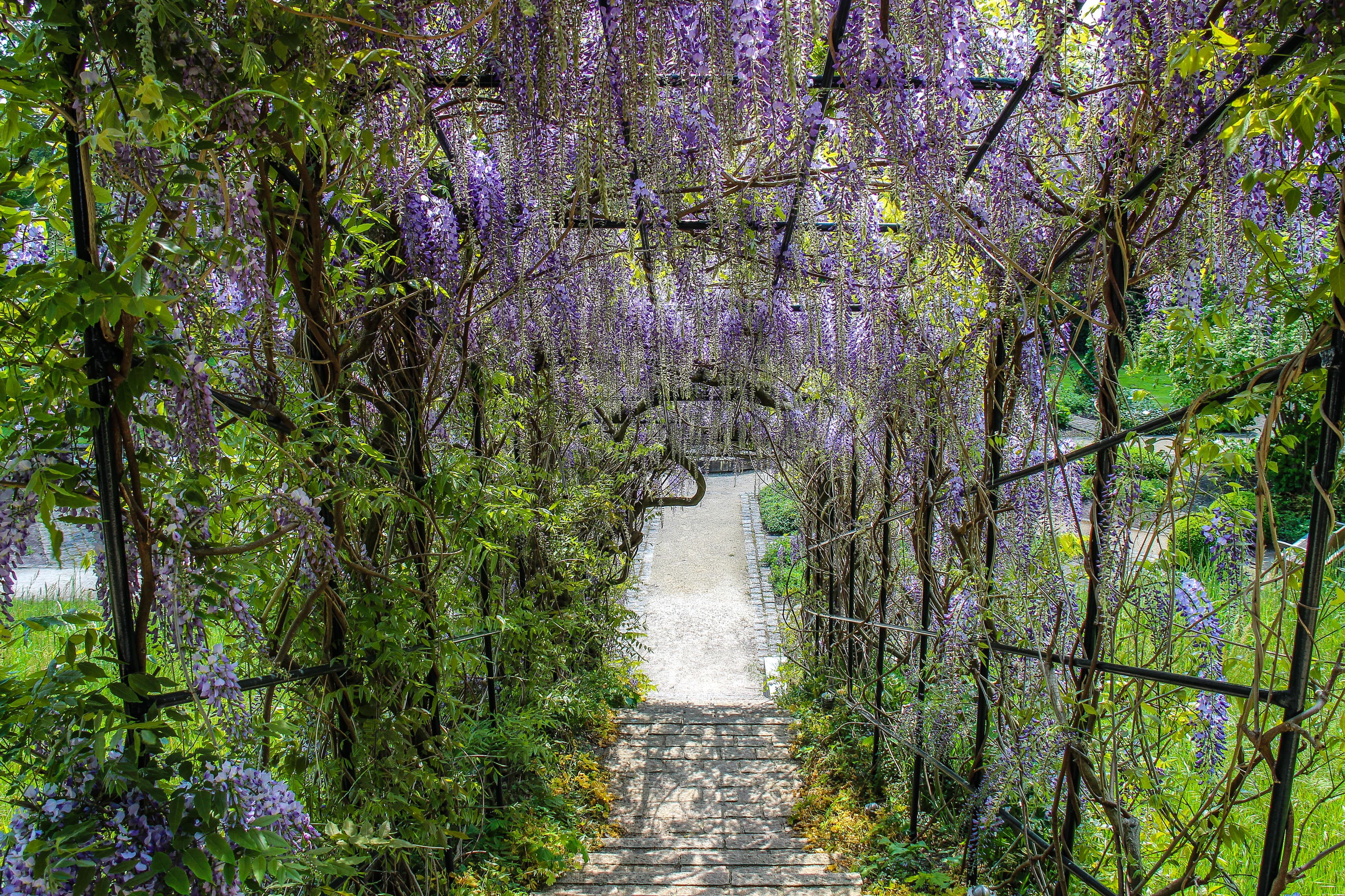 im sommer ist blütezeit im heilpflanzen garten celle