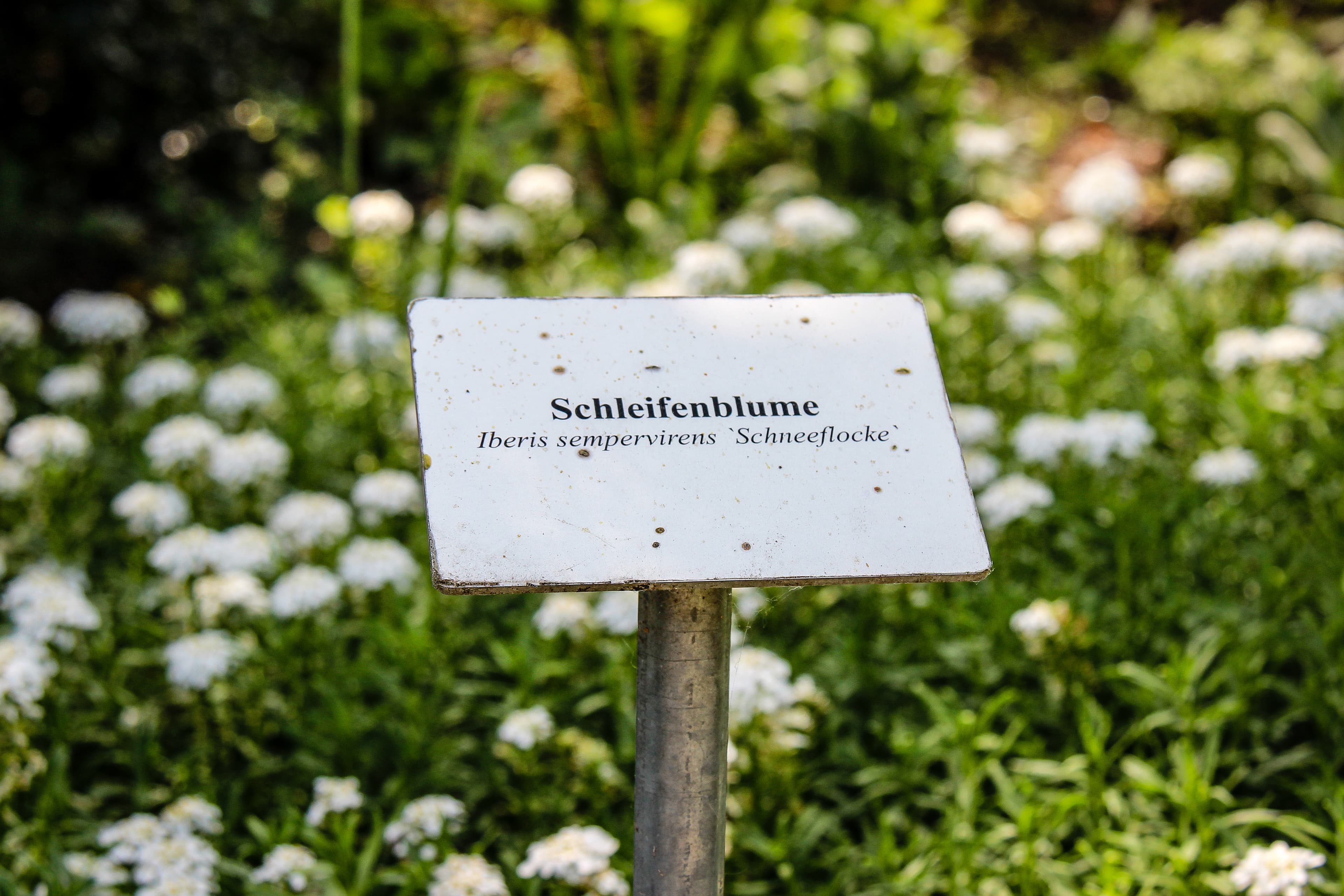 es blühen die Schleifenblumen im Heilpflanzengarten Celle