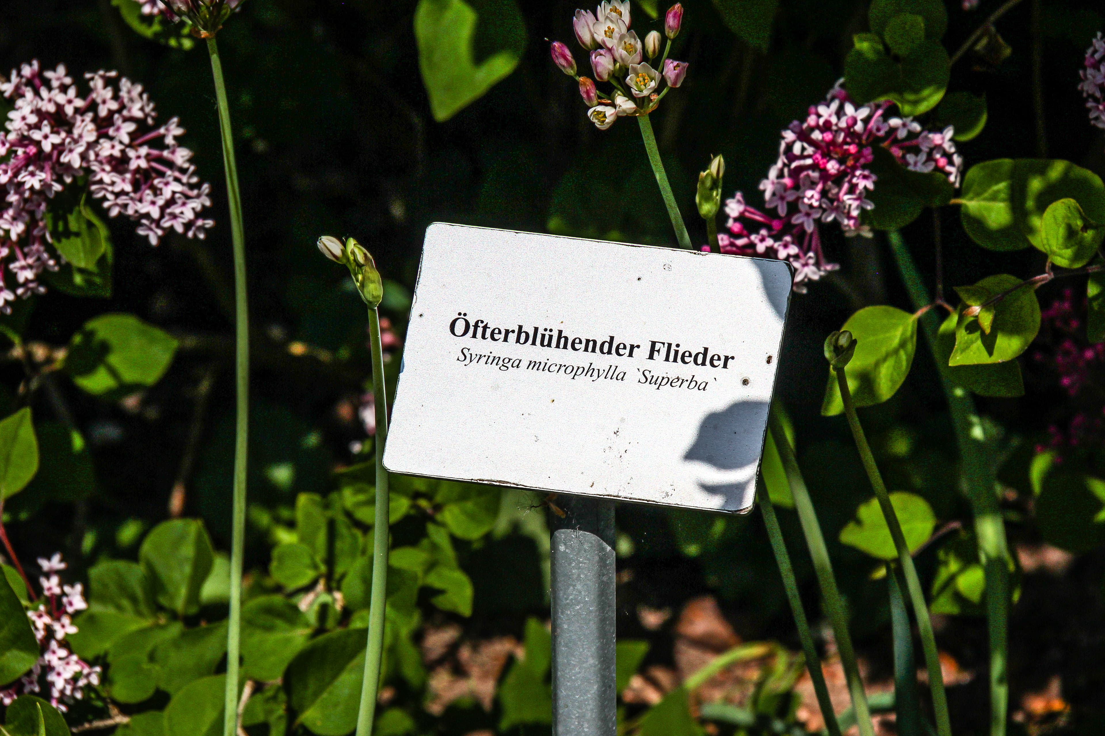 blühender Flieder im Heilpflanzen Garten Celle