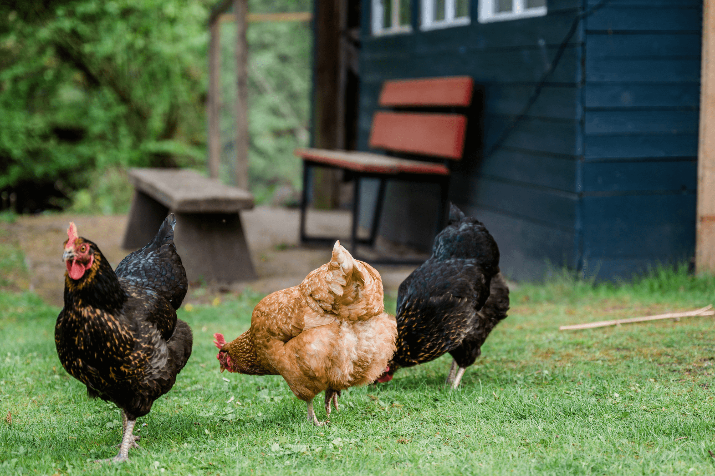 Hühnerhaus auf dem Winkelhof in Müden Örtze