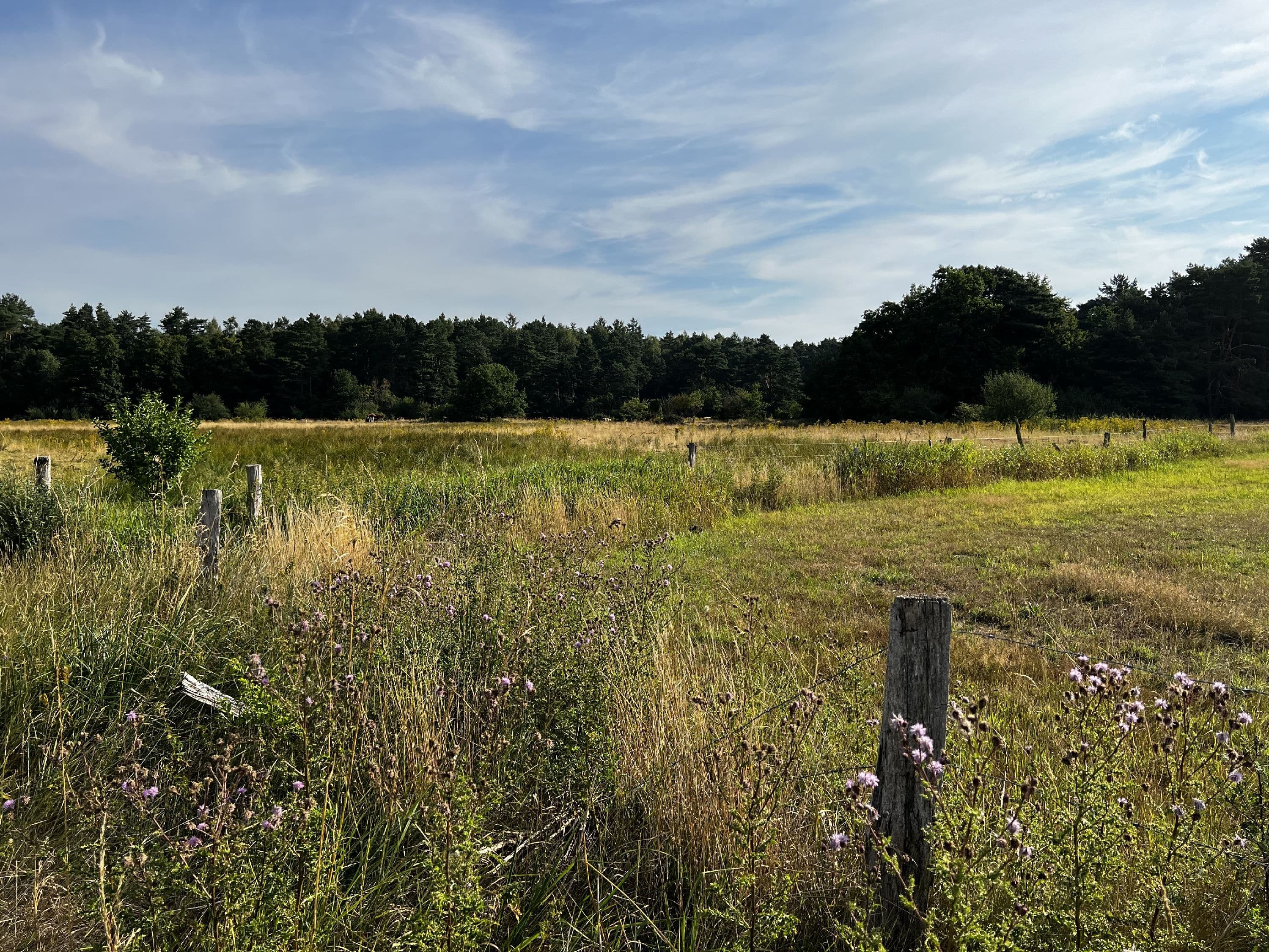 Wandern entlang des Naturschutzgebietes Hornbosteler Hutweide