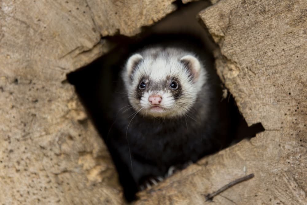 Frettchen im Wildpark Schwarze Berge