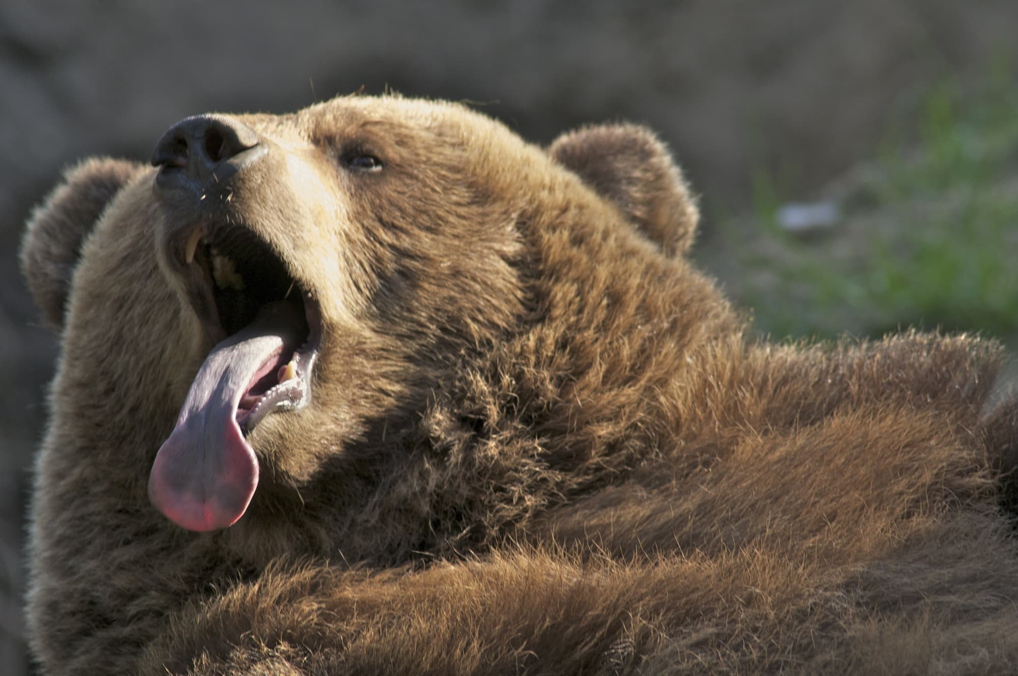 Braunbär im Wildpark Schwarze BergeBrown bear in the Schwarze Berge Wildlife ParkBrun bjørn i Schwarze Berge Wildlife ParkBruine beer in het Wildpark Schwarze Berge