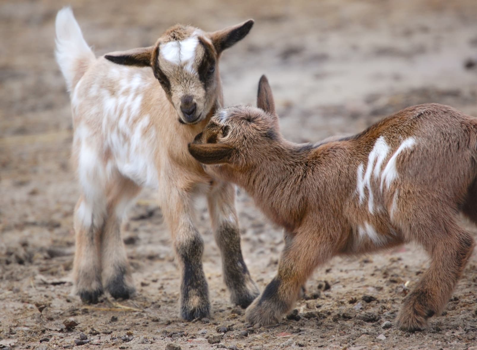 Ziegenlämmer im Wildpark schwarze Berge