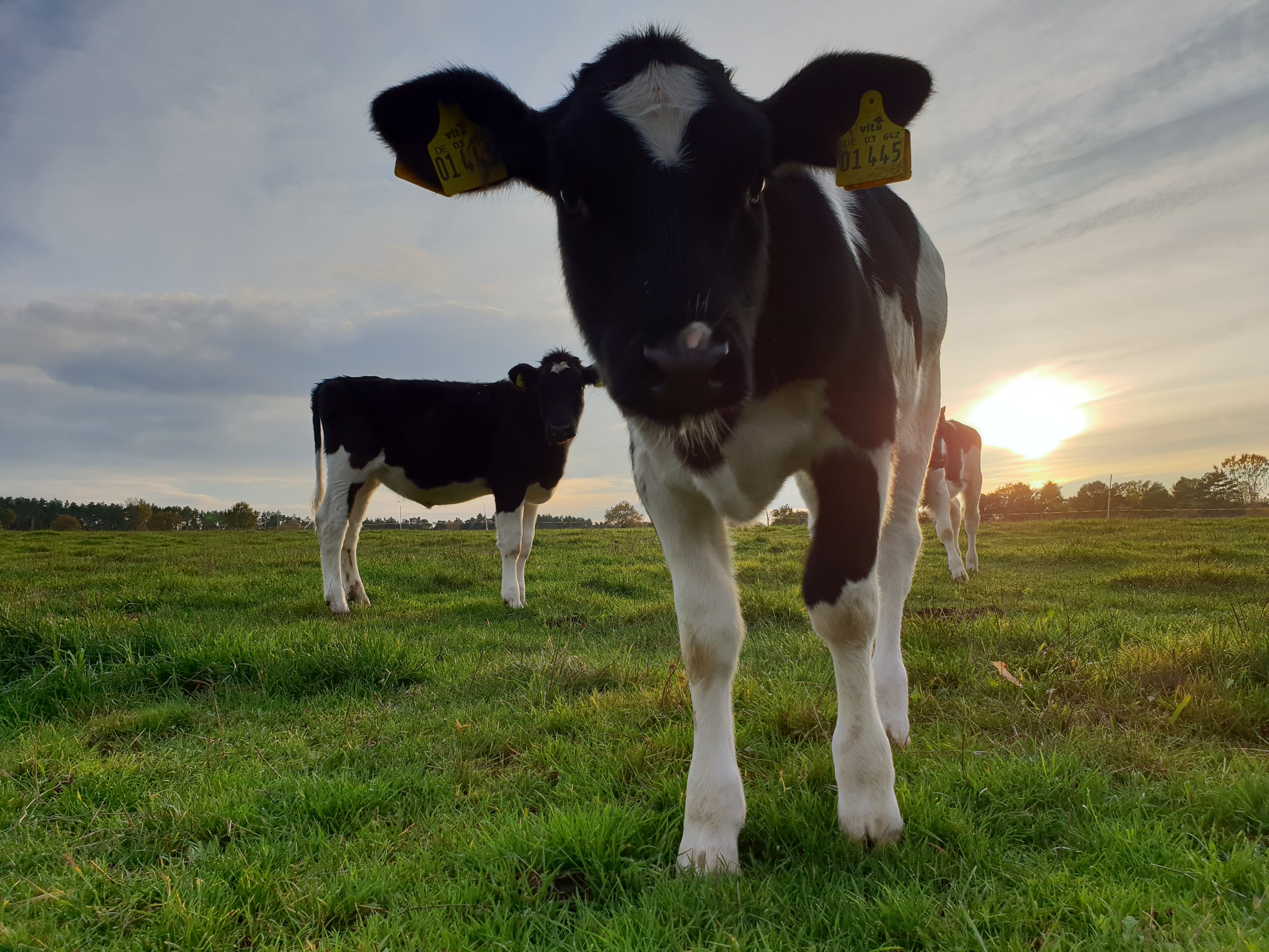 Landwirtschaft SOS-Hof Bockum