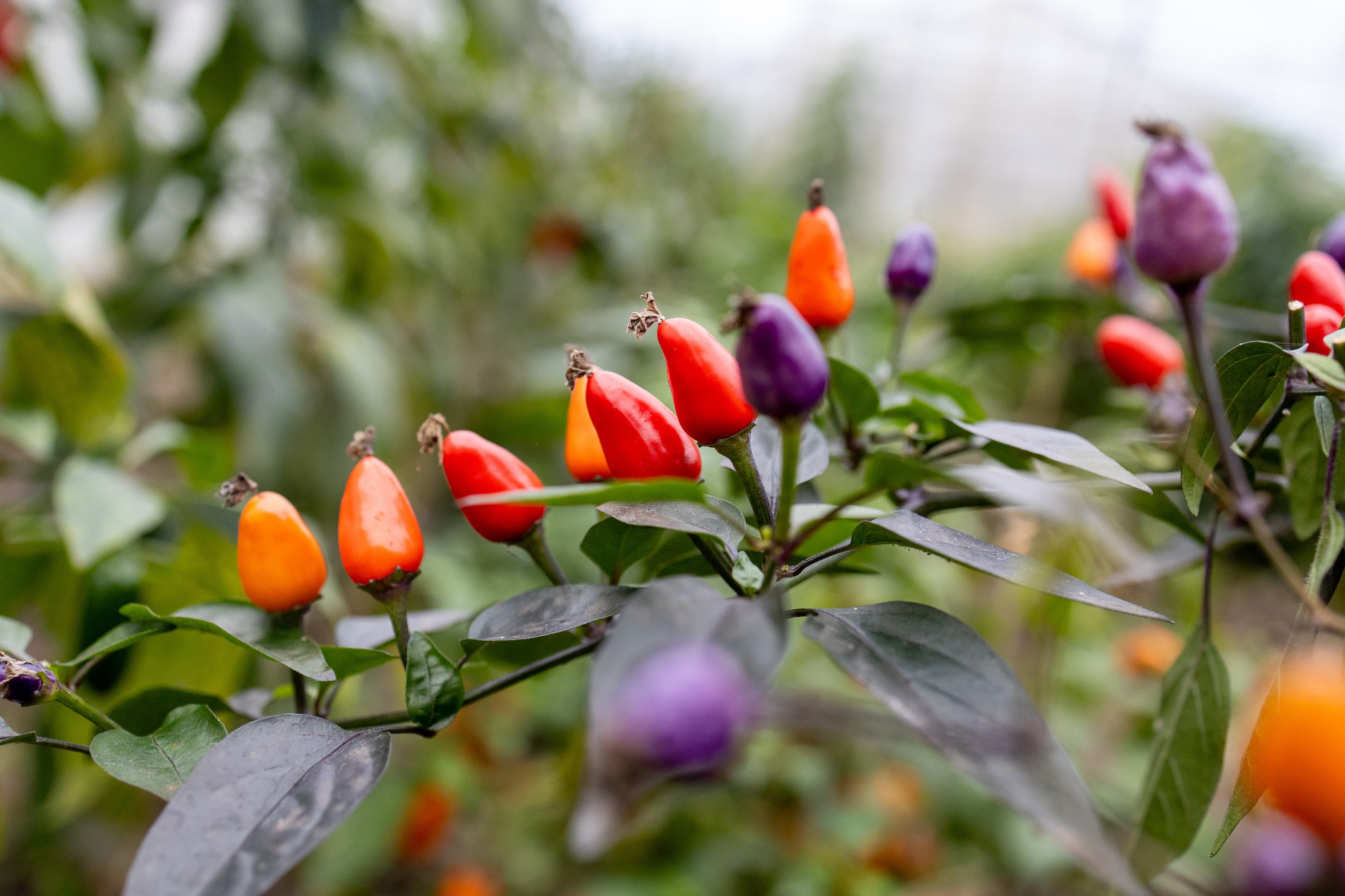 MIKE KÖNIG Photography