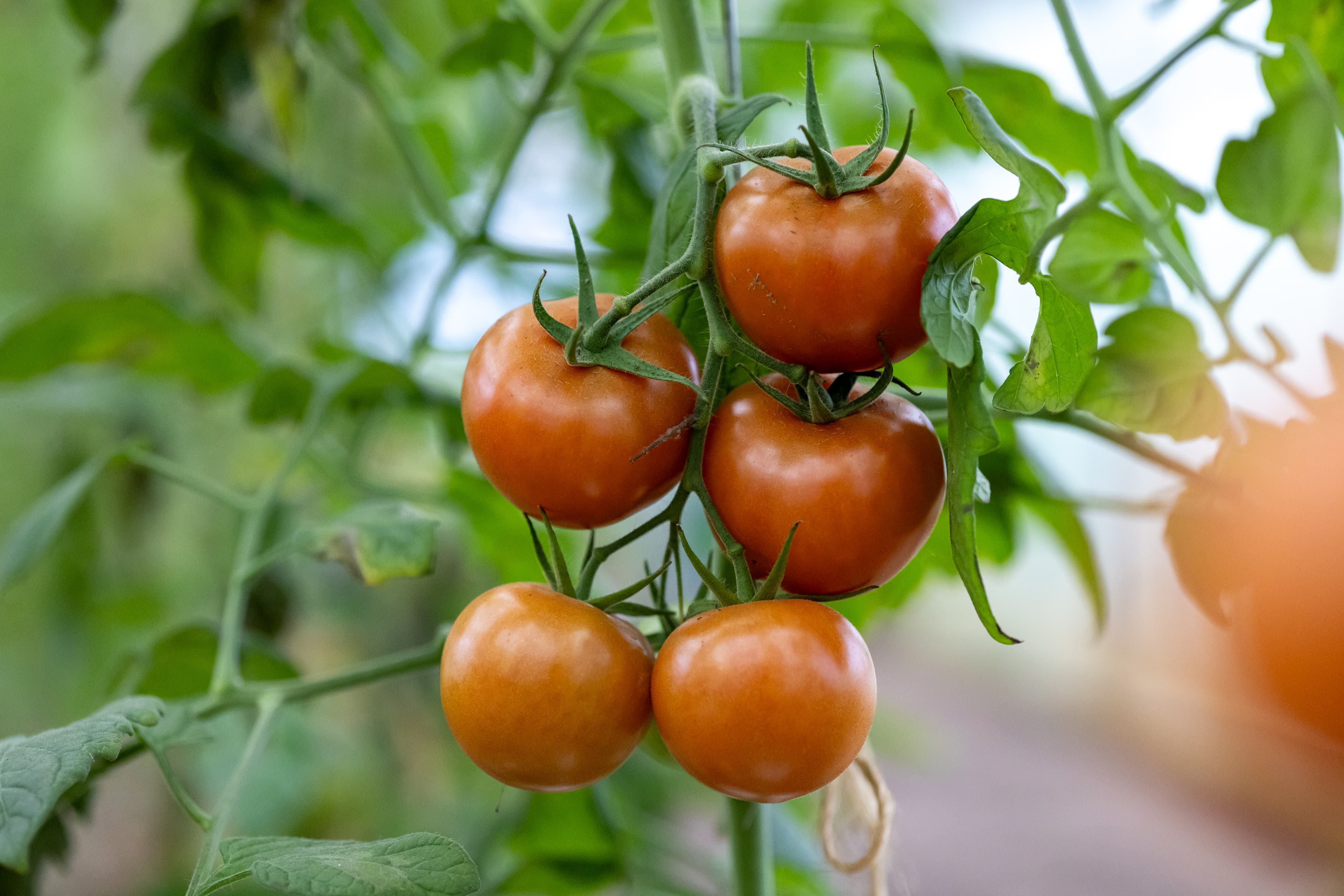 Gärtnerei SOS-Hof Bockum, Tomaten