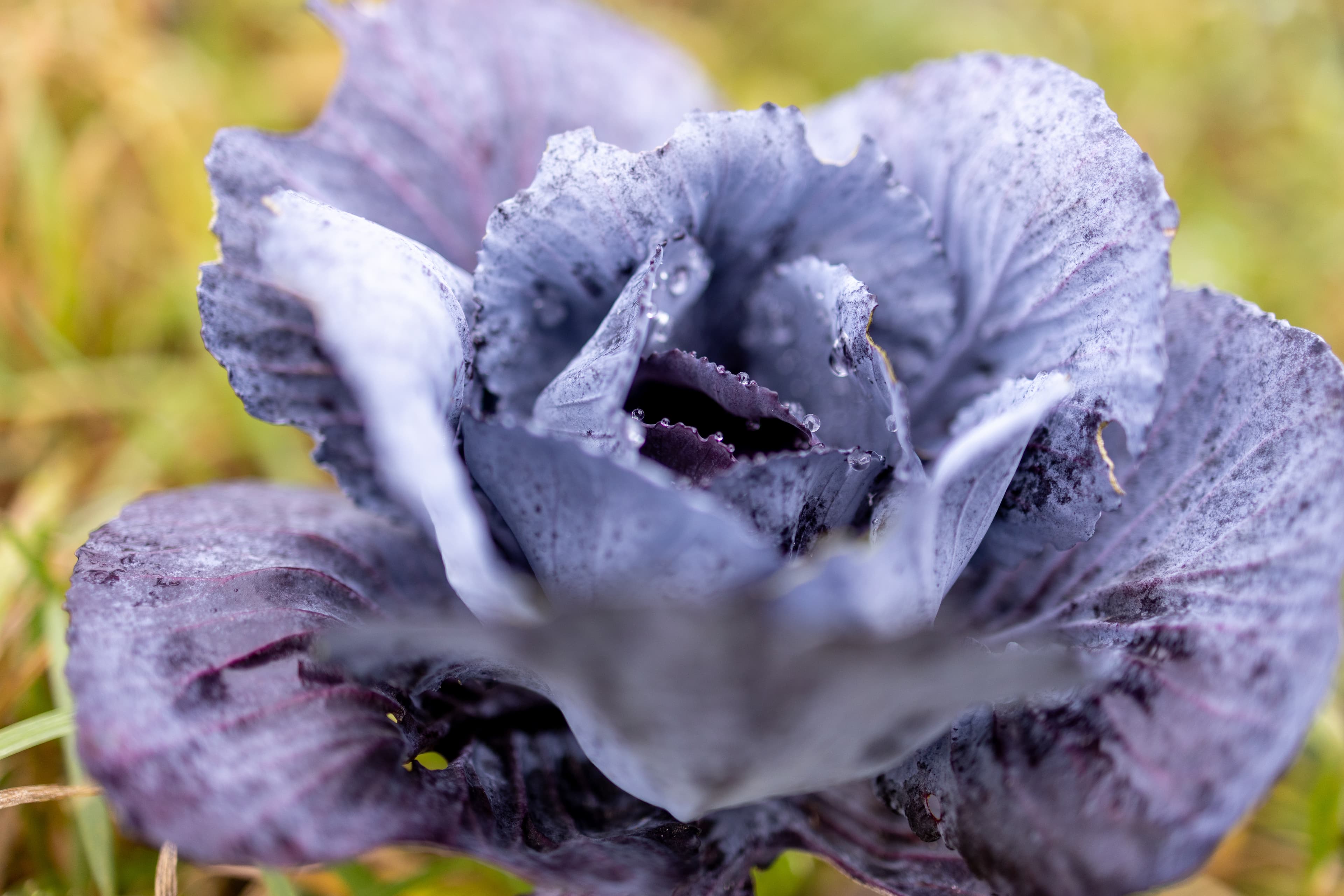 Rotkohl SOS-Hof Bockum