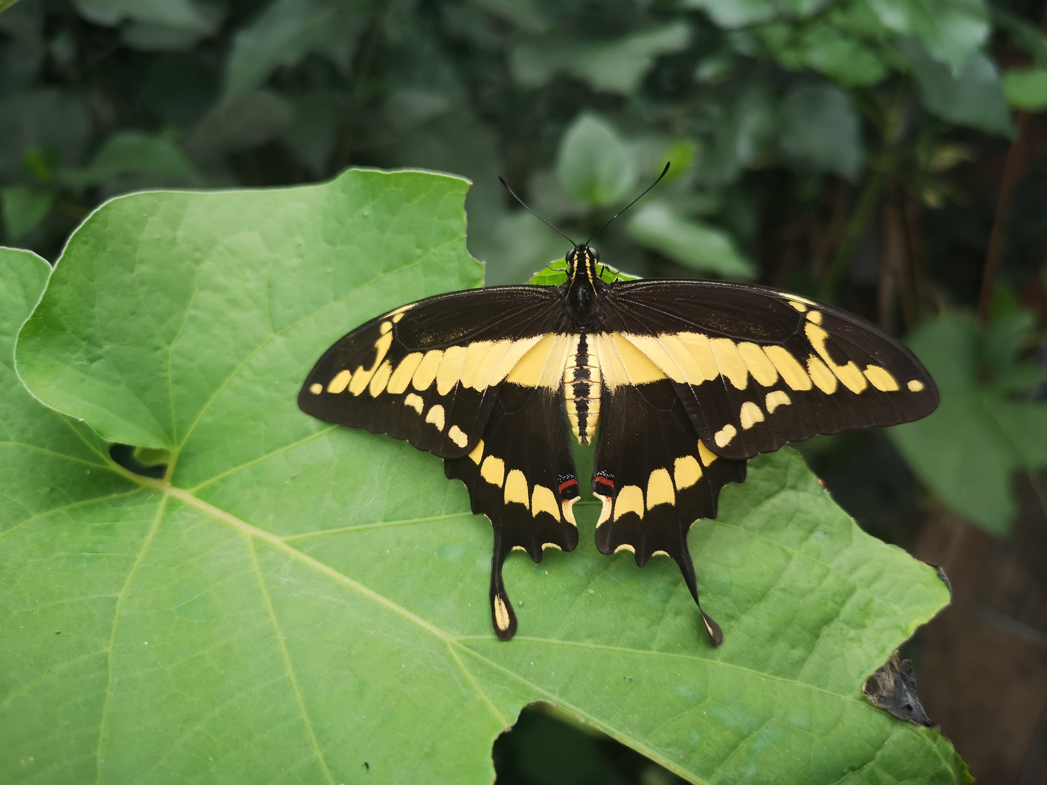Brasiliansicher Schwalbenschwanz