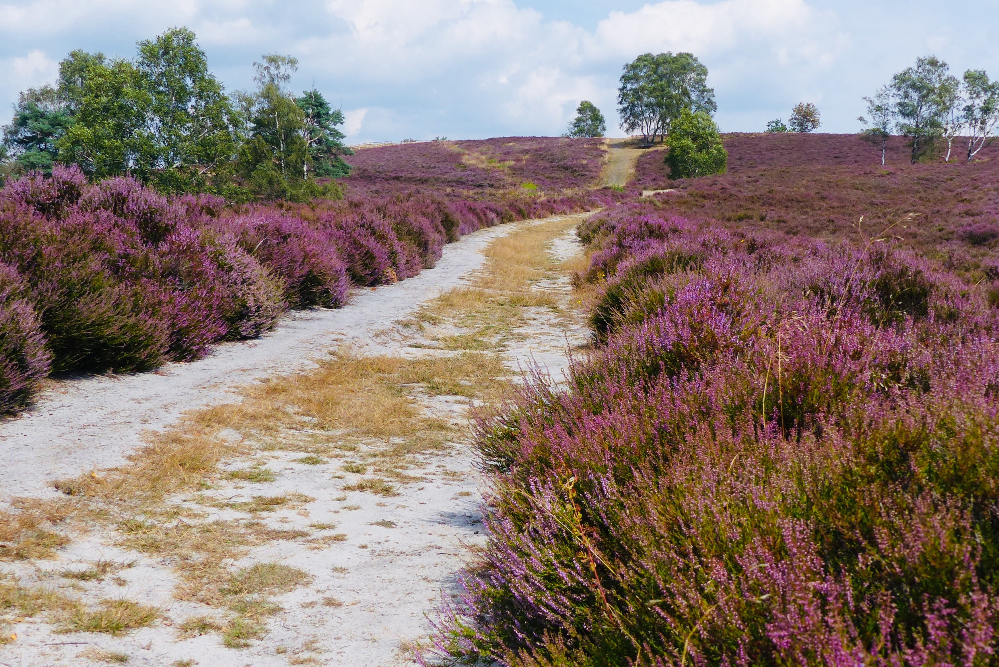 Der Brunsberg bei Buchholz in der Nordheide im August zur Heideblüte
