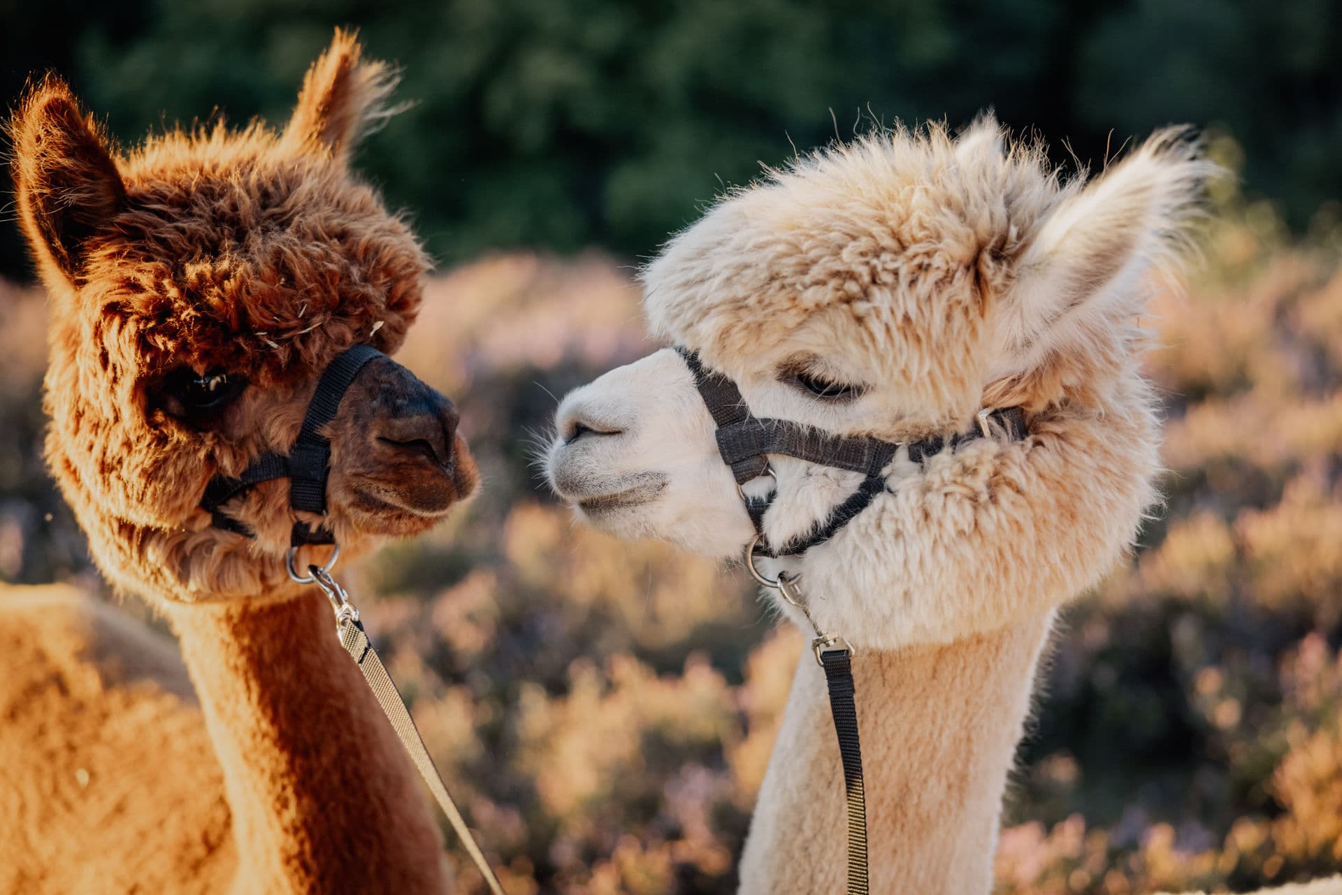 Alpakas in der Heide