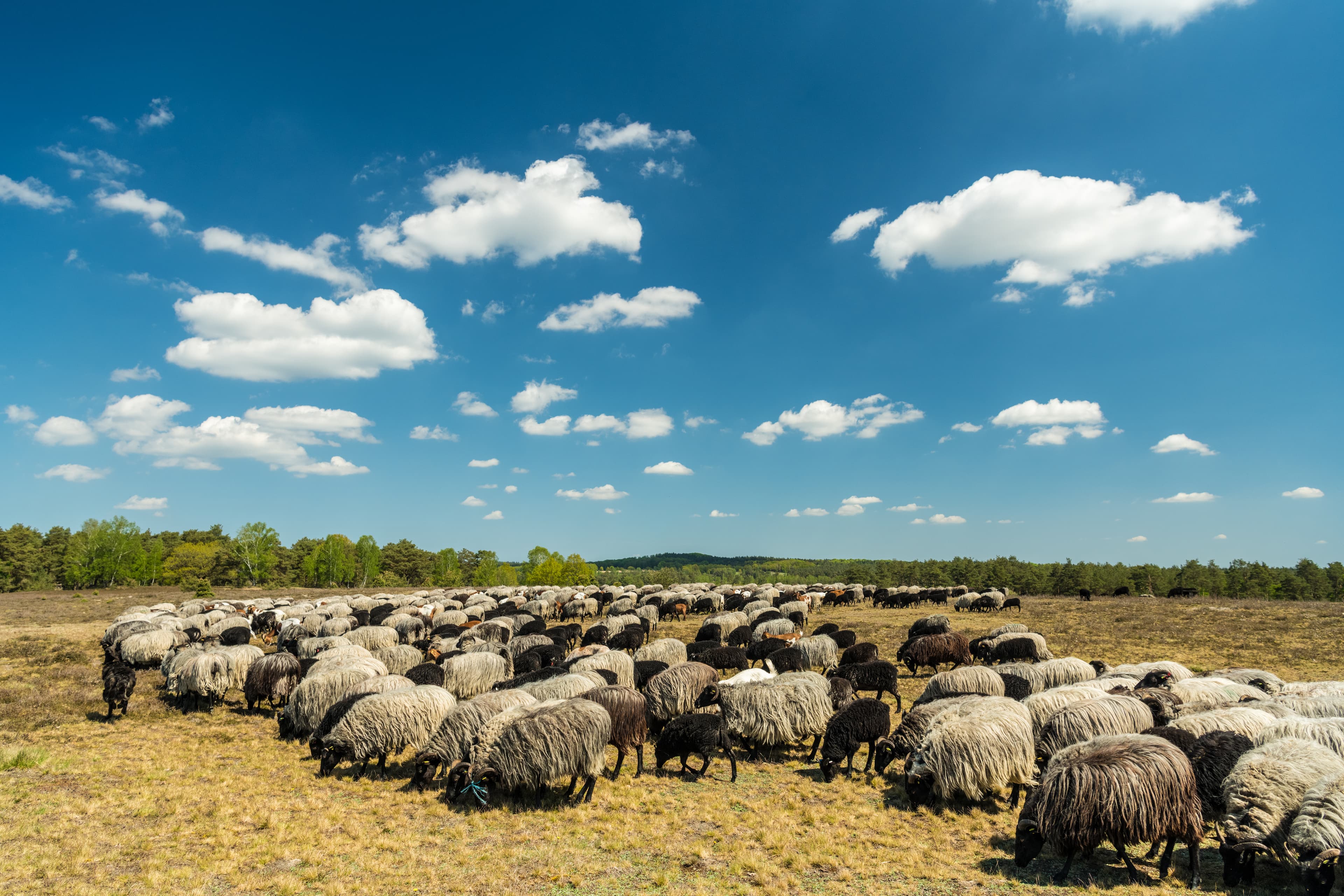 Heidschnuckenherde am Tütsberg Frühling Schneverdingen
