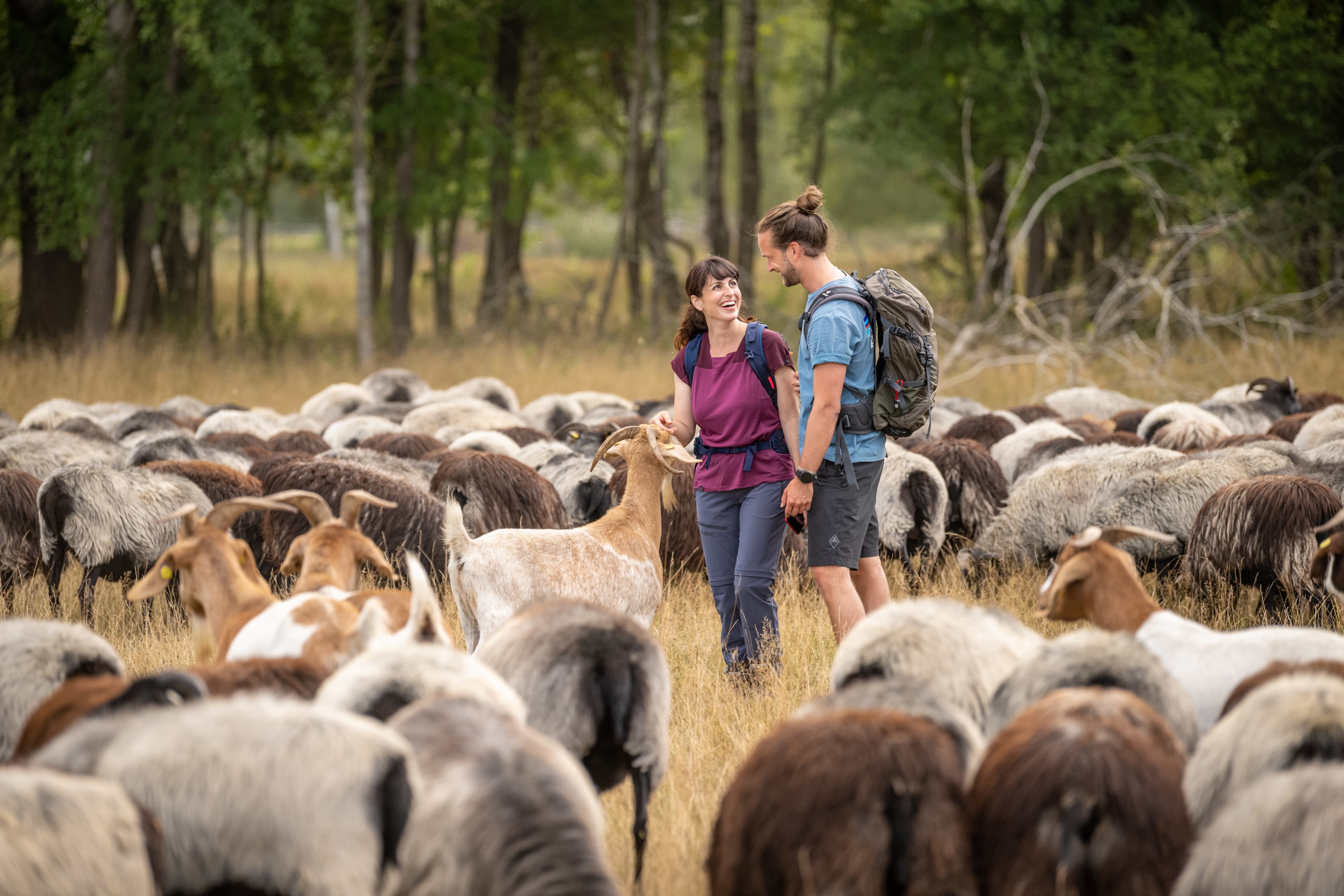 Heidschnuckenherde am Tütsberg