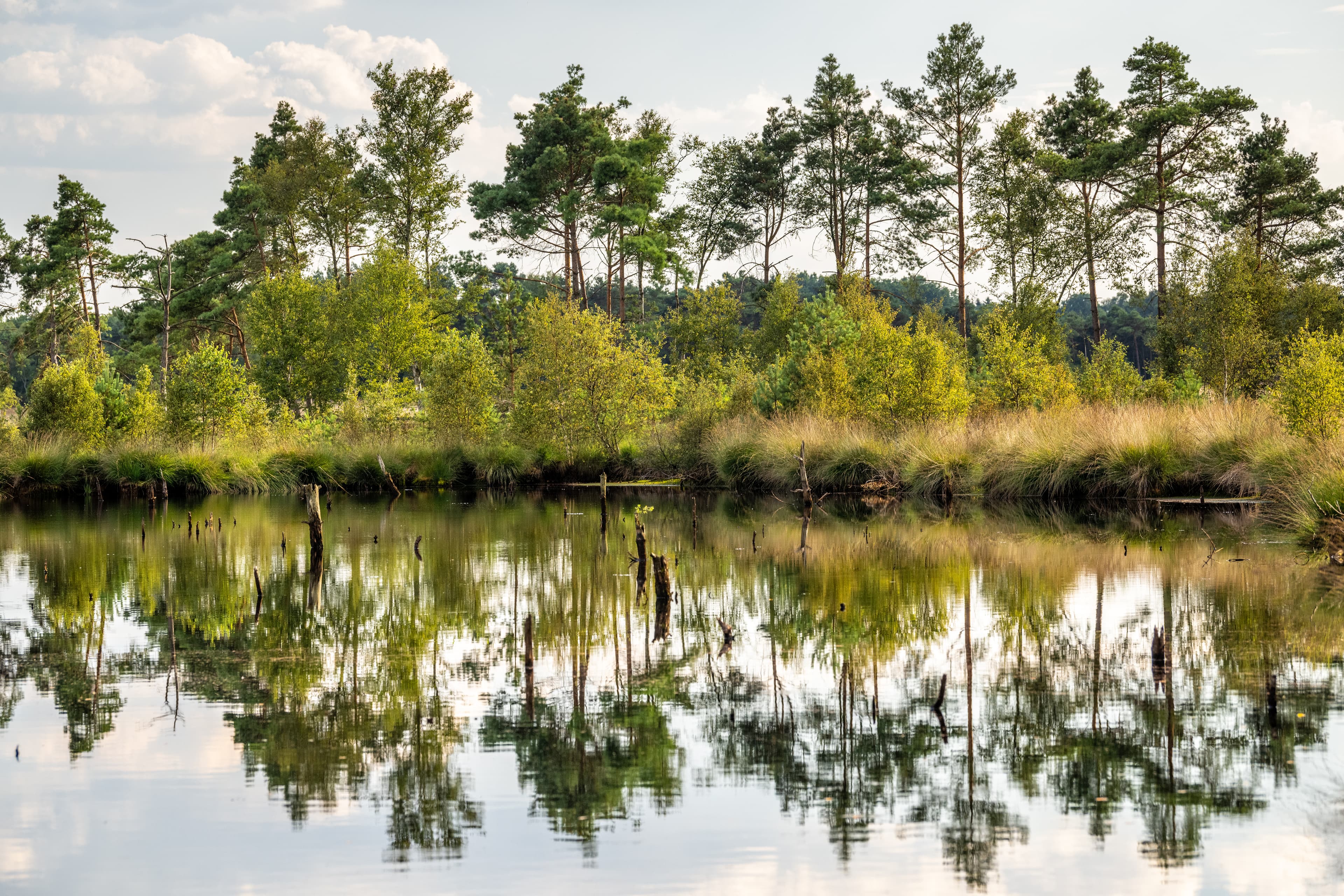 Schneverdingen Pietzmoor