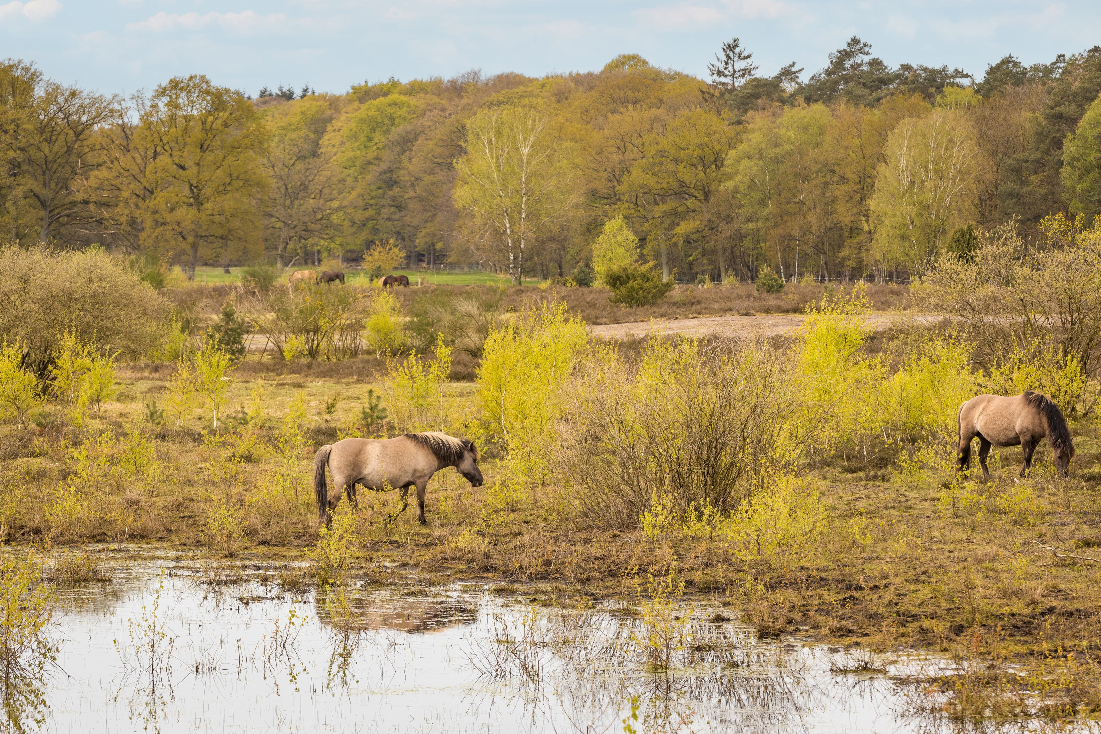 Die Dülmener Pferde werden in der Lüneburger Heide zur Landschaftspflege eingesetzt