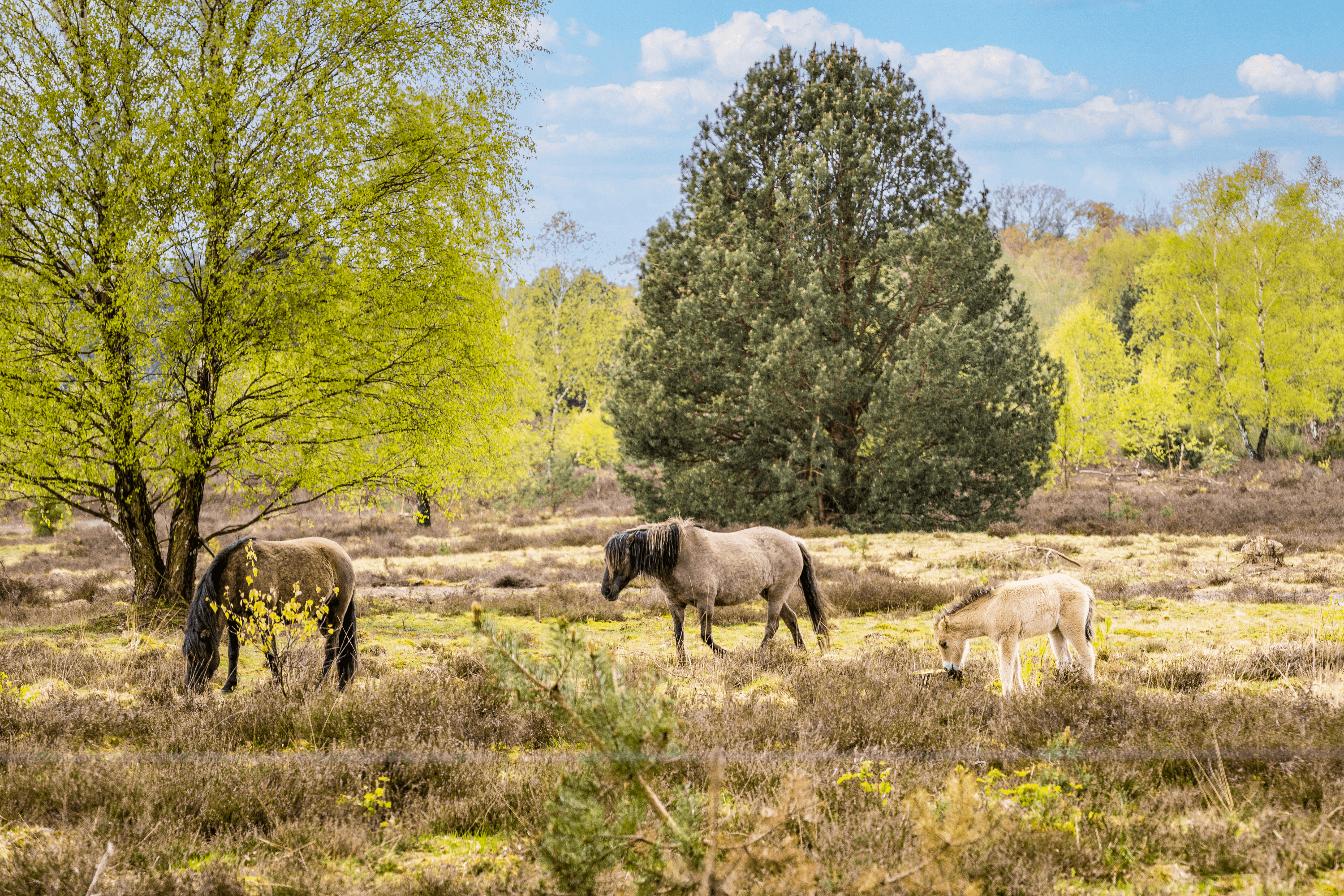Die Dülmener wildpferde laufen frei durch die Lüneburger Heide