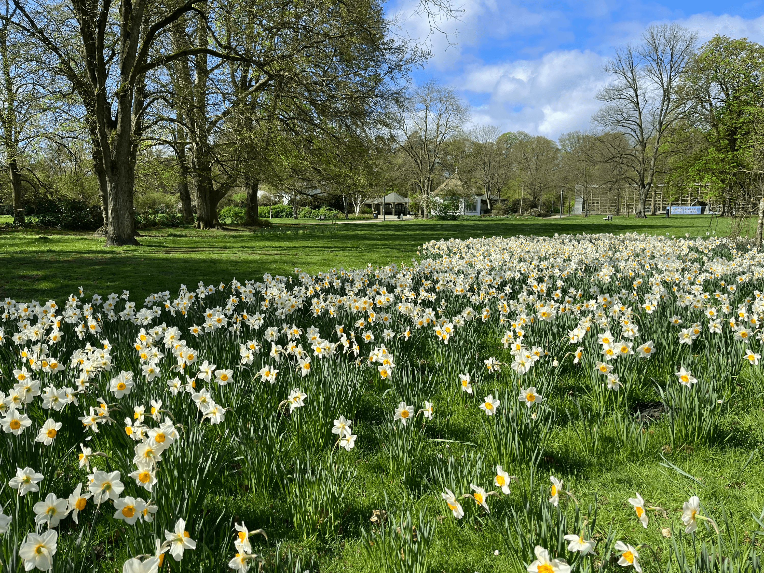der frühling ist eingezogen im kurpark lüneburg, es blüht überall