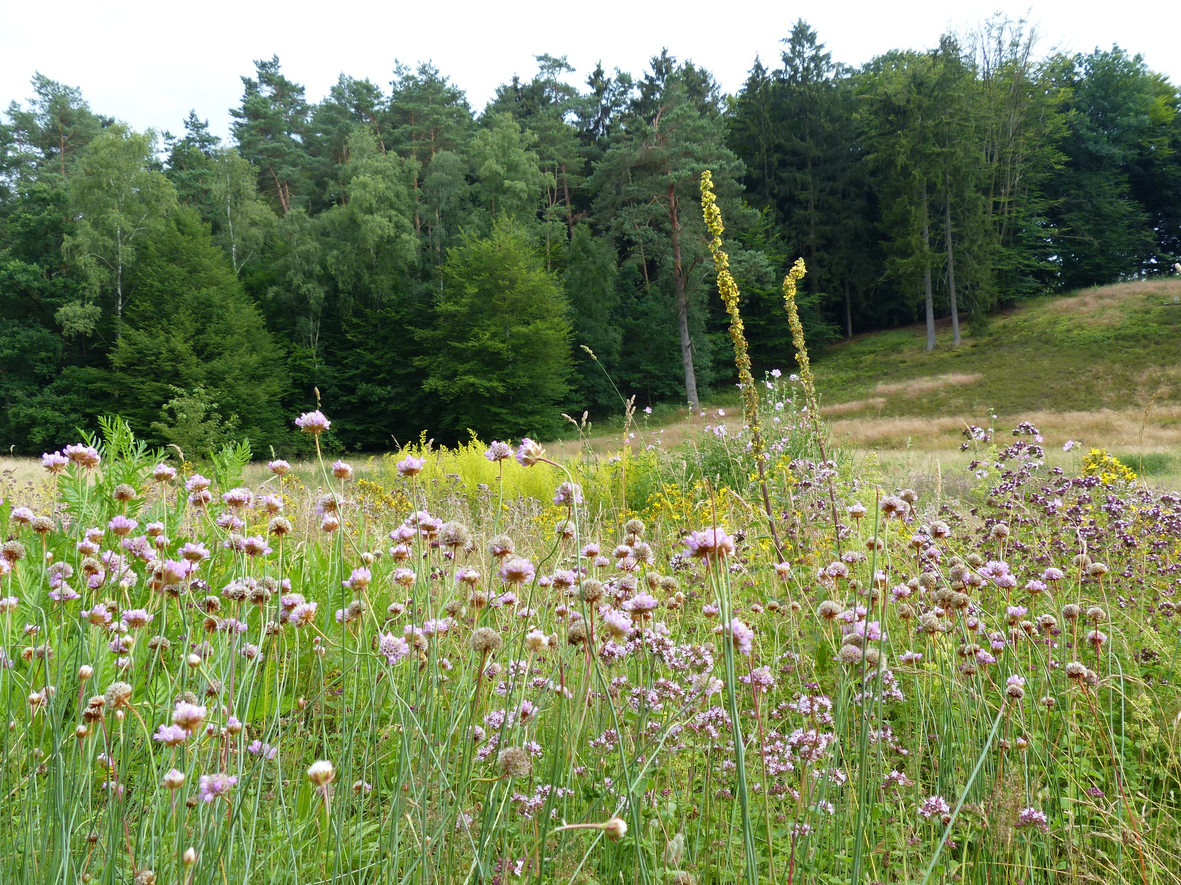 Naturwunder Nr. 4 Marxener Paradies 3