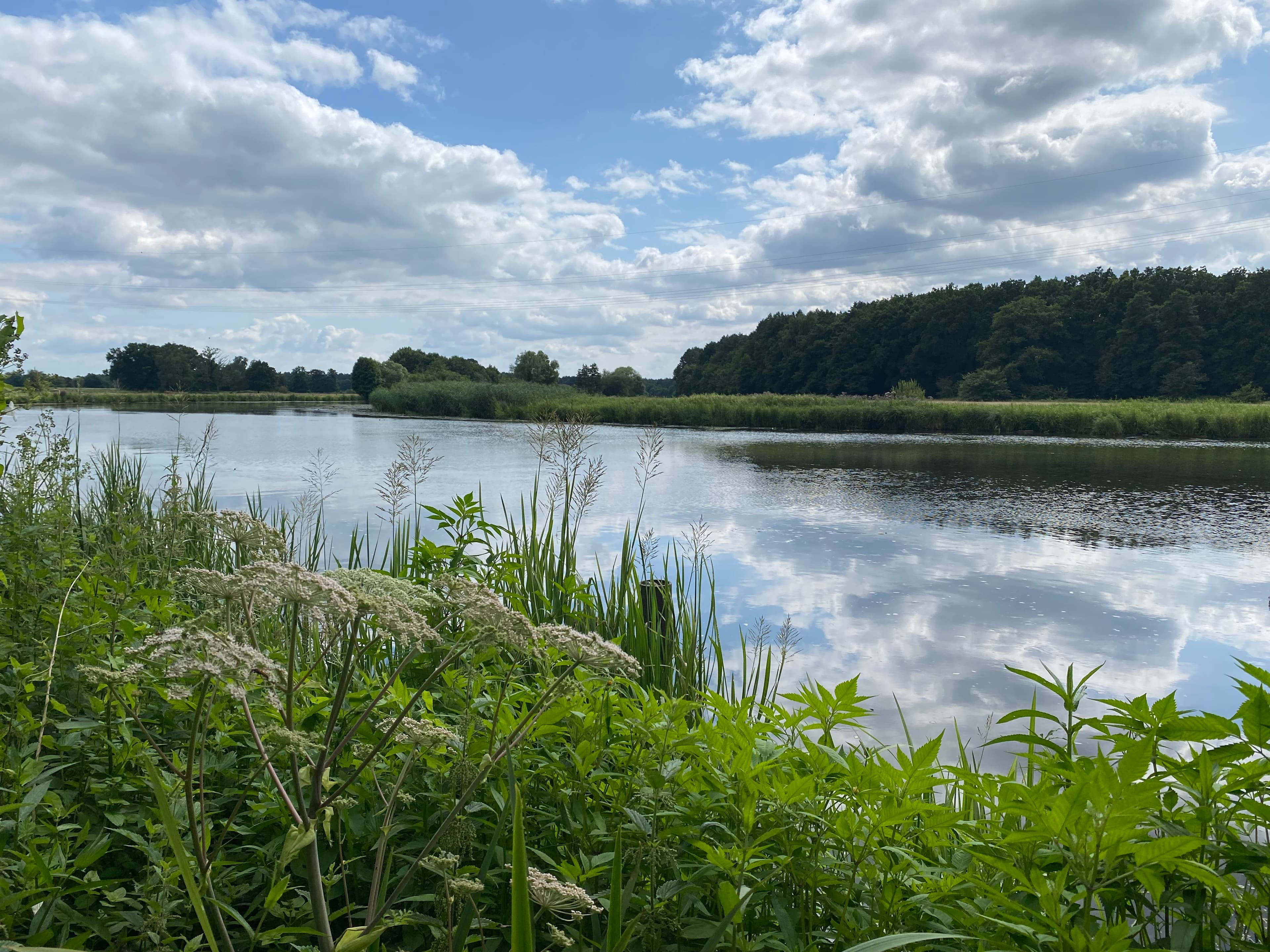 Die Aller in der Südheide