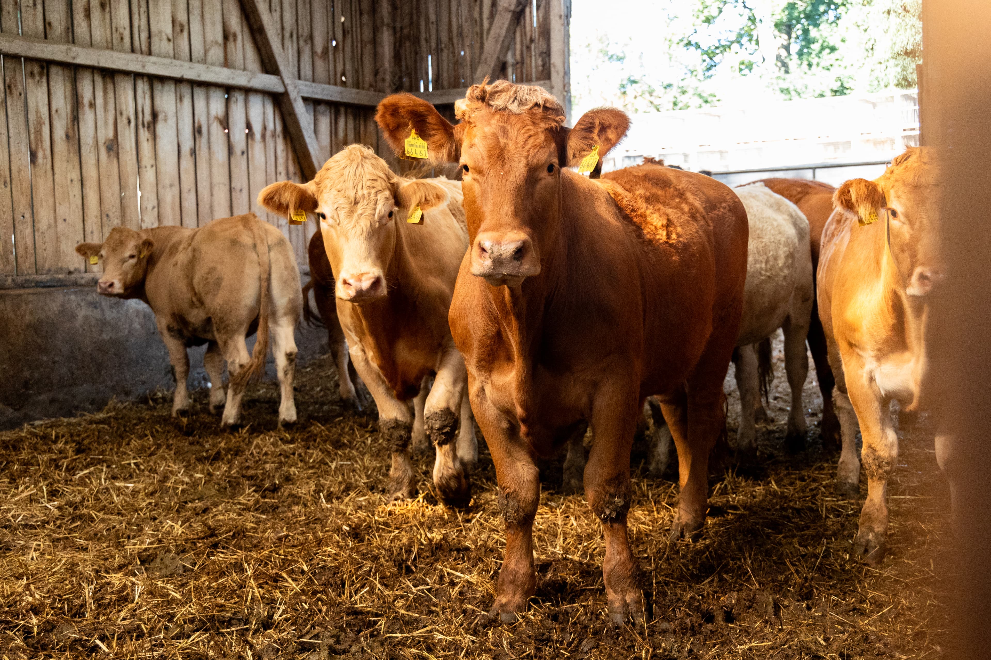 Kühe im Stall