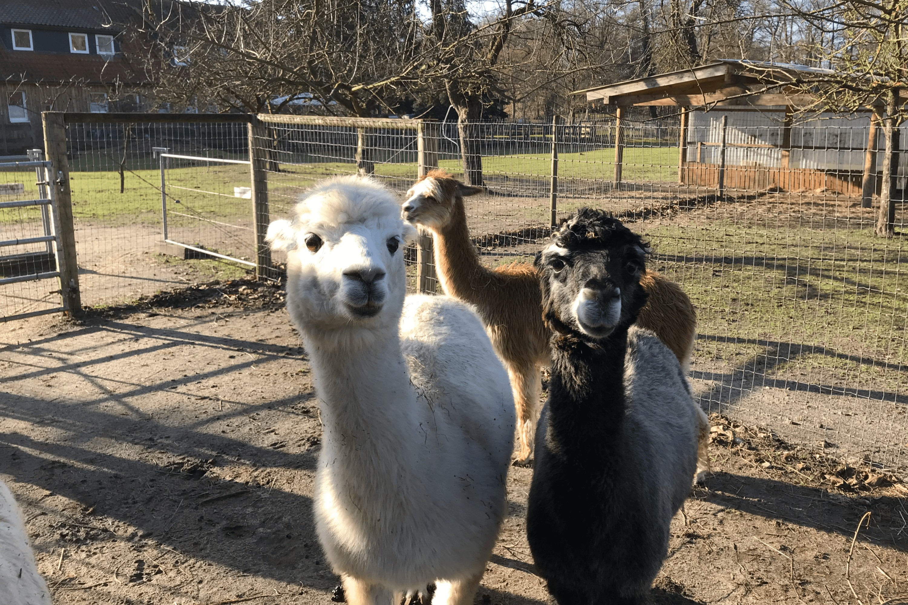 Neugierige Alpakas in Habighorst