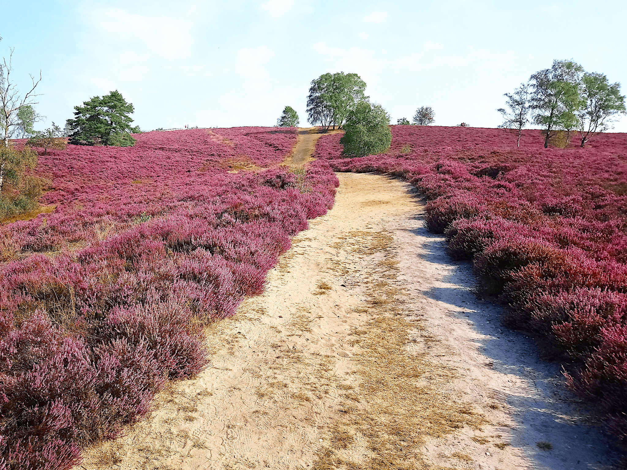 Brunsberg Heide Blick