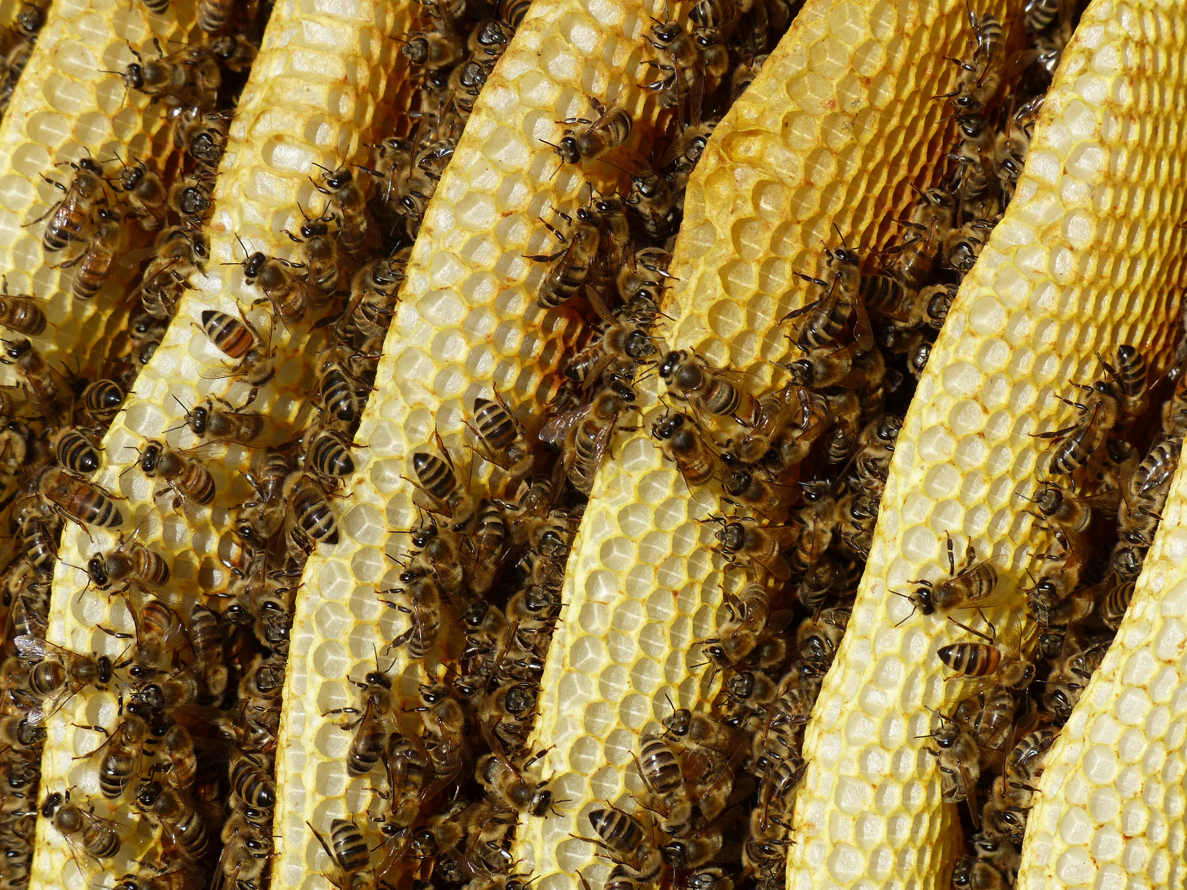 Bienen Korbimkerei Hoepen