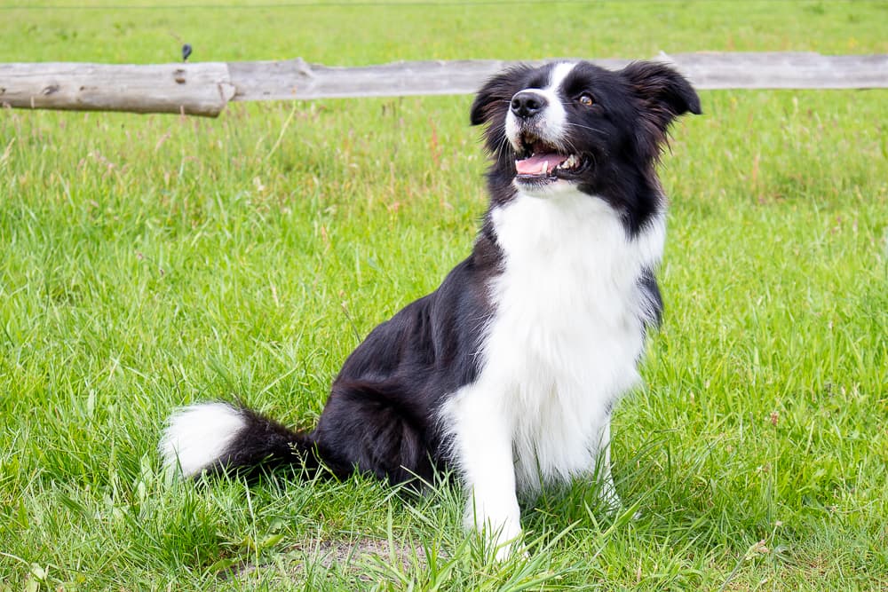 Hund auf der Auslaufwiese der Pension Auetal