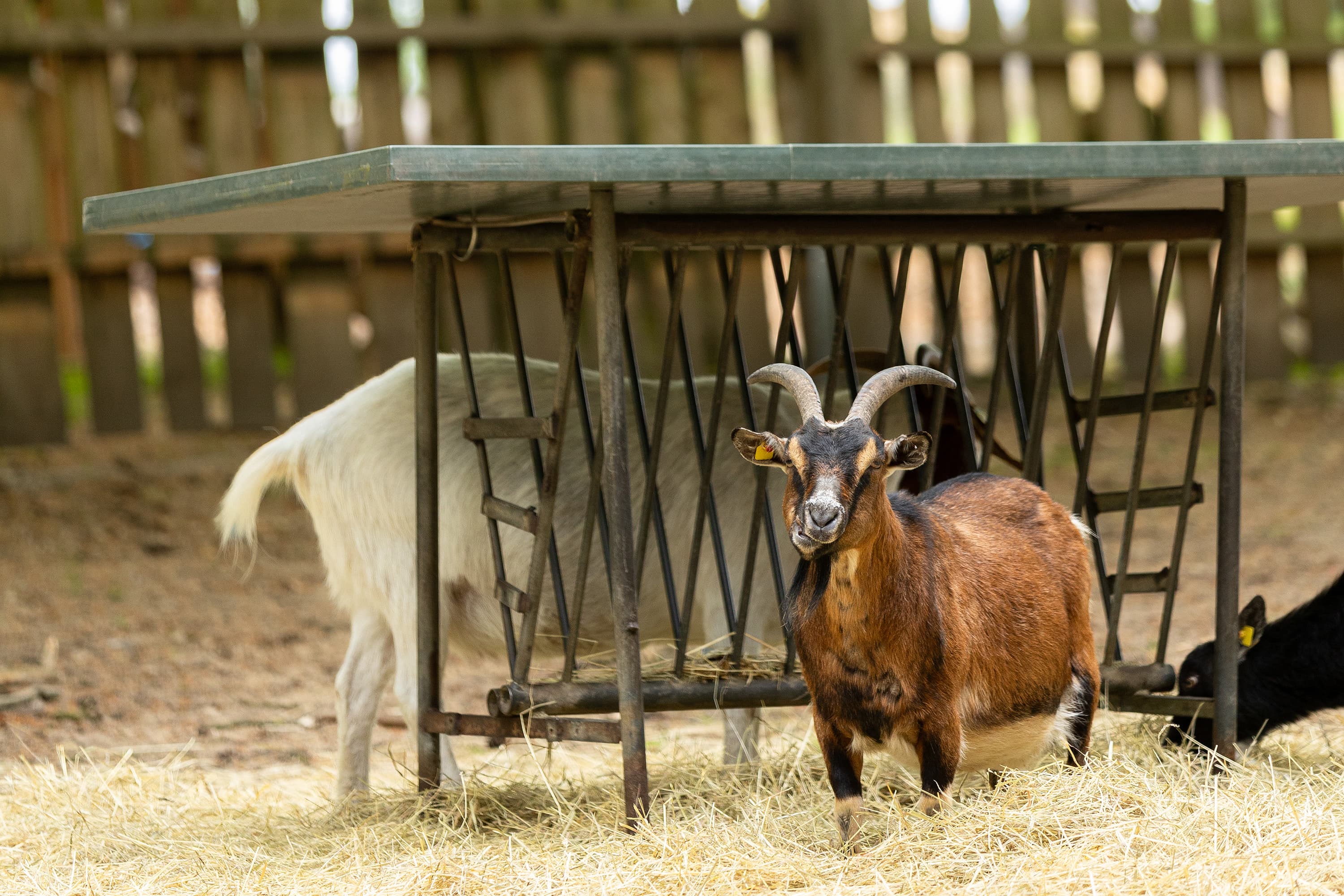 Ziegen auf dem Hof Bockelmann in Bispingen Lüneburger Heide