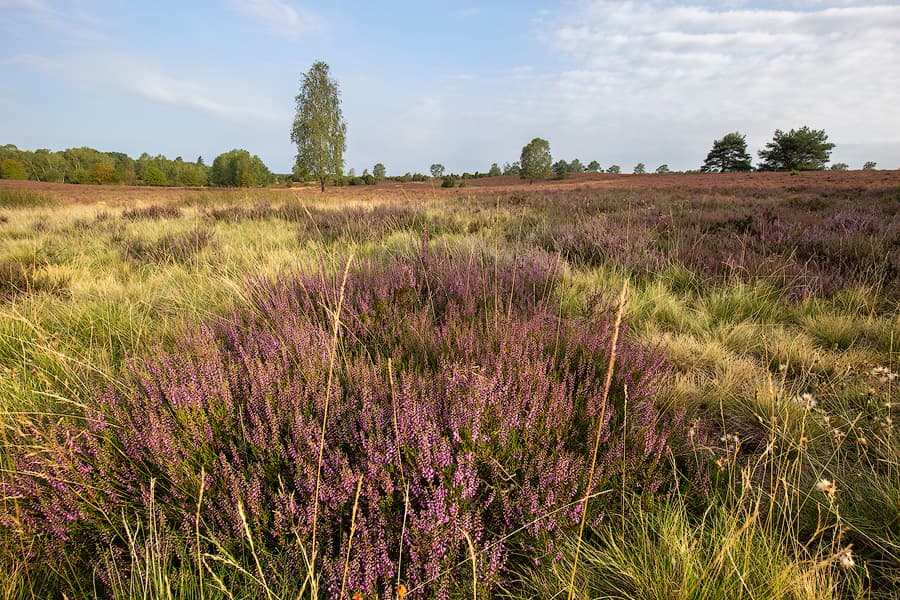 In der Oberhaverbecker Heide blüht die Heide