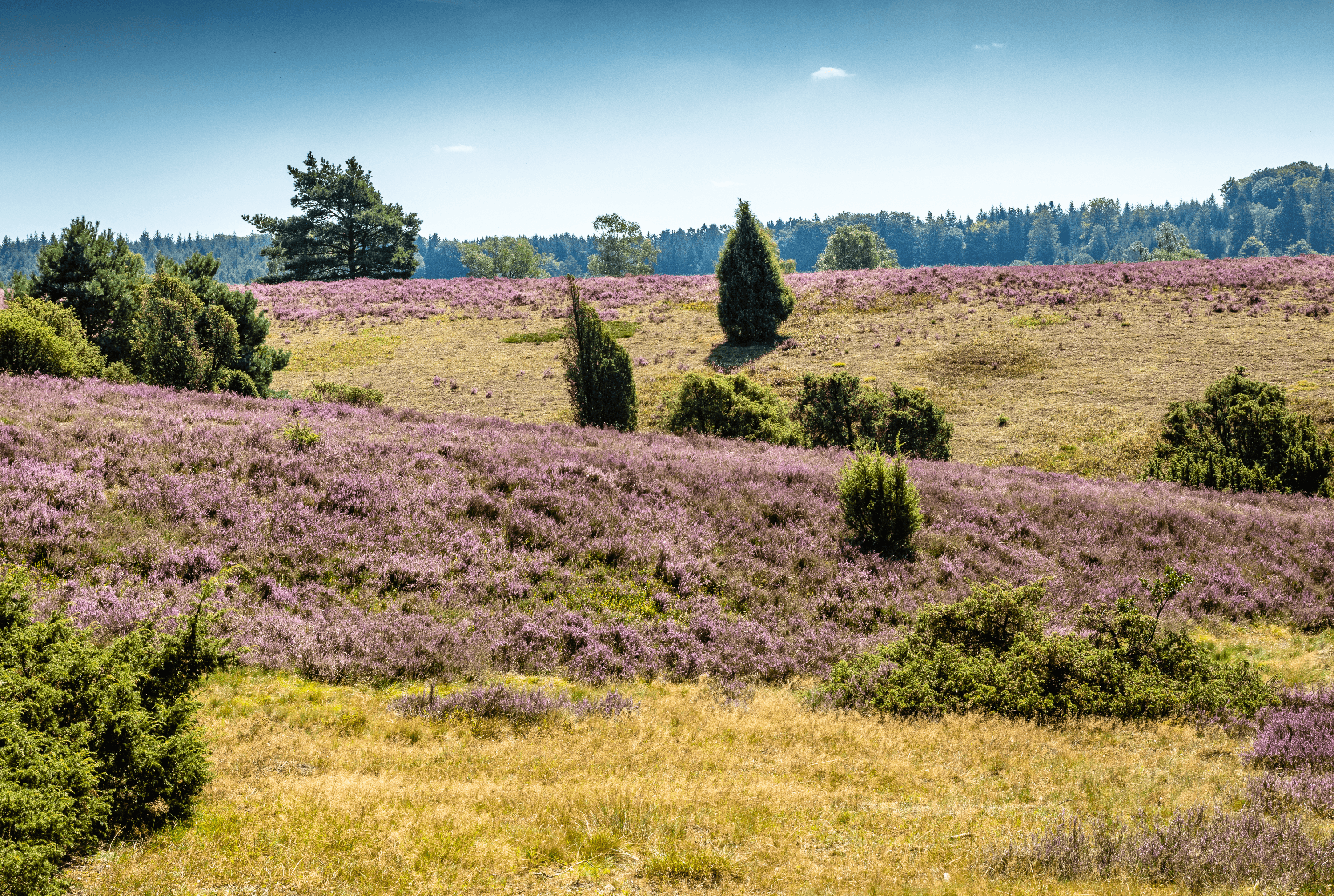 Die Heide bei Oberhaverbeck