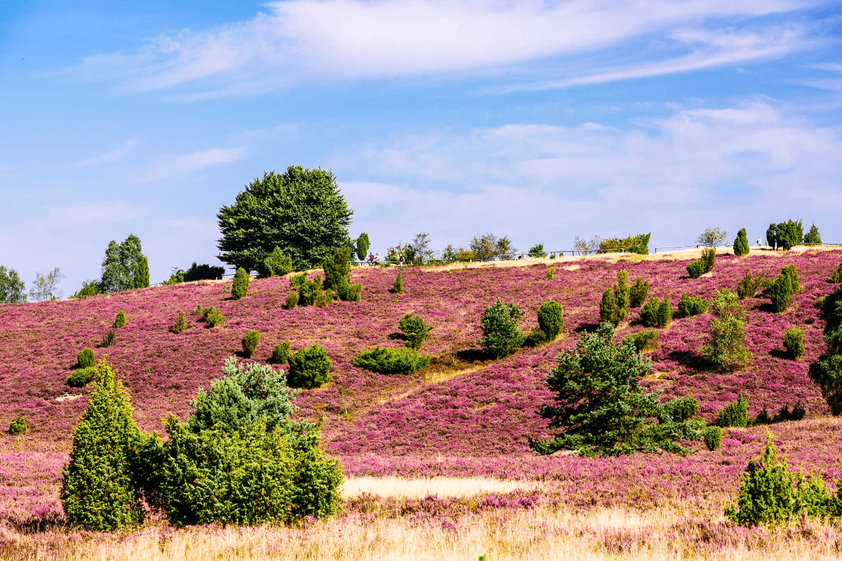 Liste aller Sehenswürdigkeiten der Lüneburger Heide, wie hier der Wilseder Berg