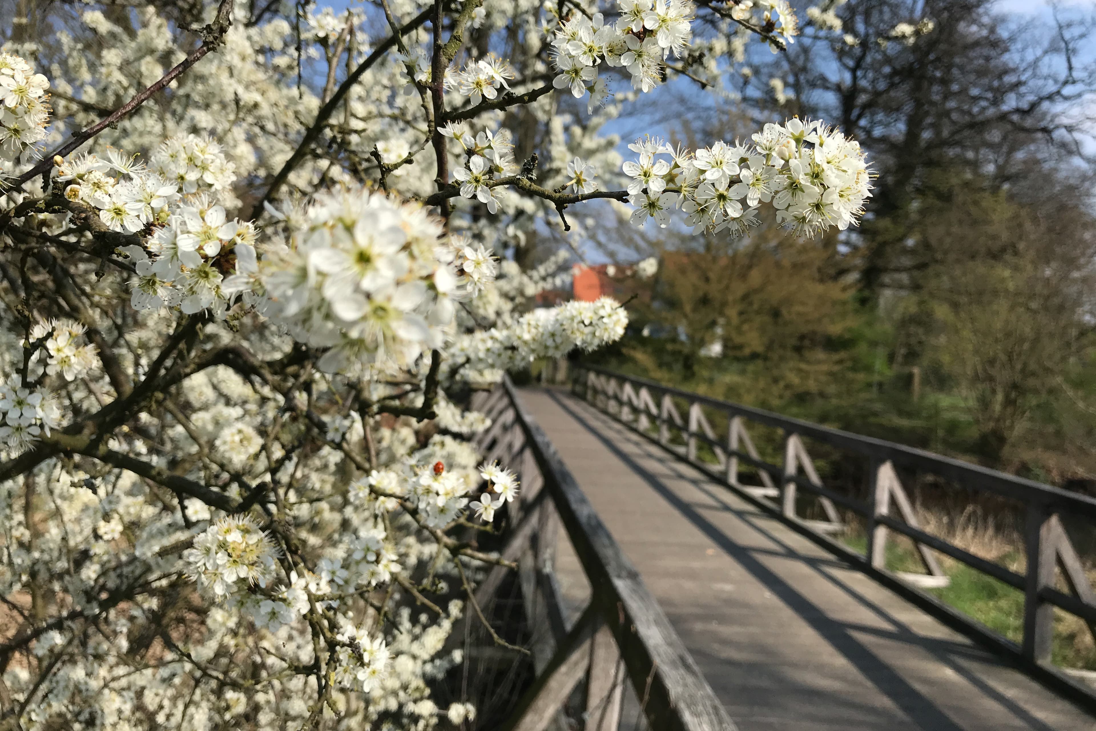 Frühling im Örtzepark in Hermannsburg
