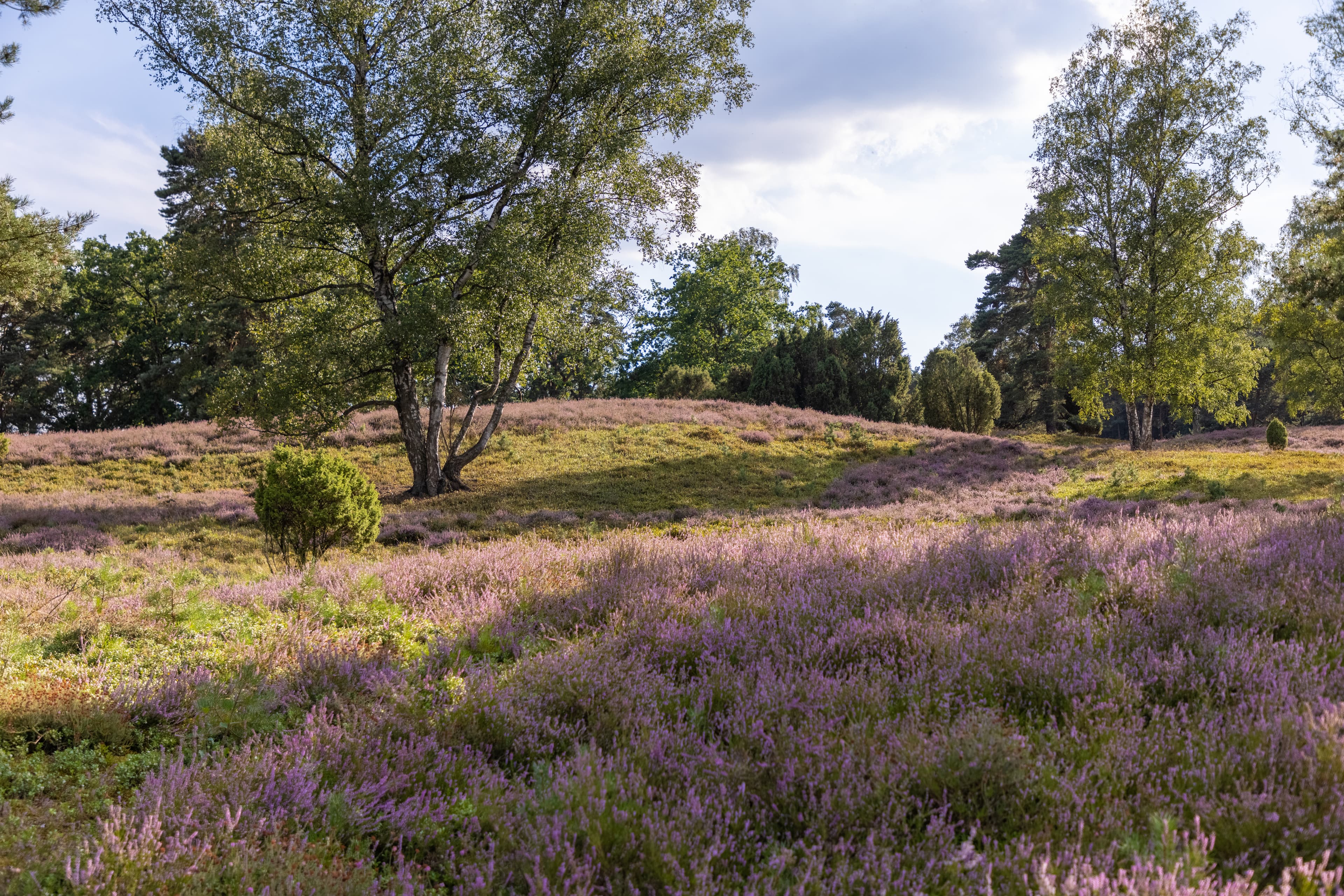 Tietlinger Wacholderhain in Walsrode Heidefläche Heideblüte