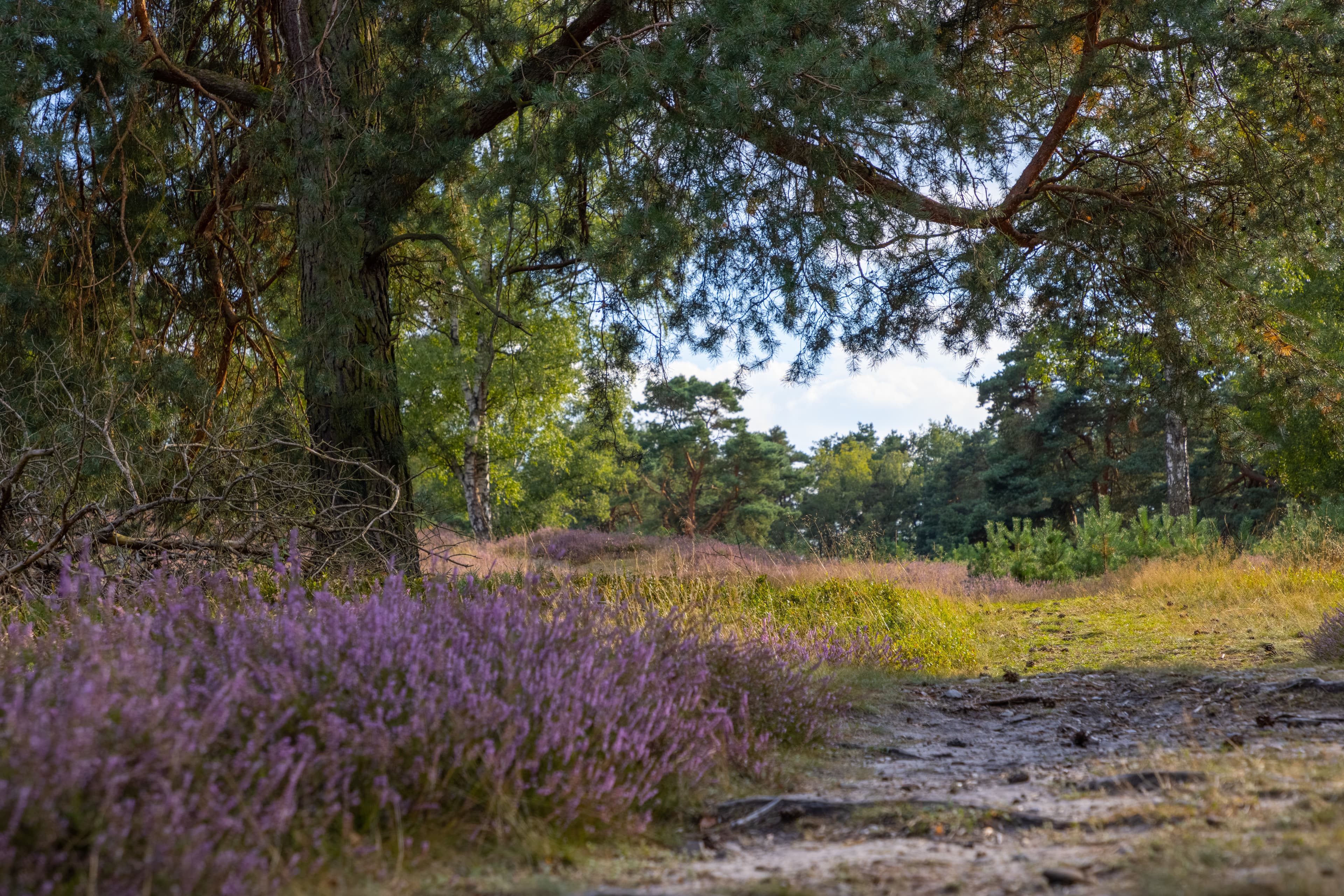 Tietlinger Wacholderhain in Walsrode