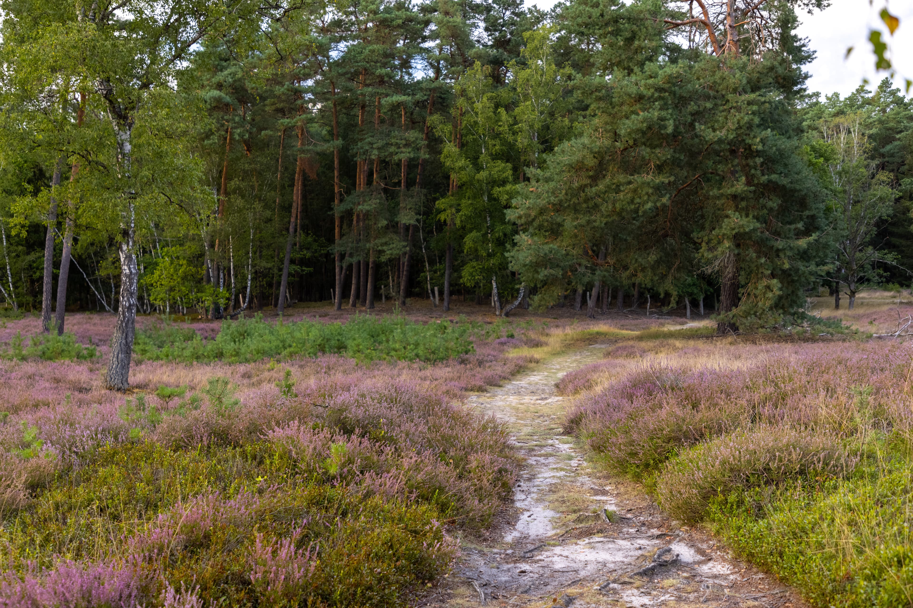 Tietlinger Wacholderhain in Walsrode Wanderweg Heidefläche Heideblüte