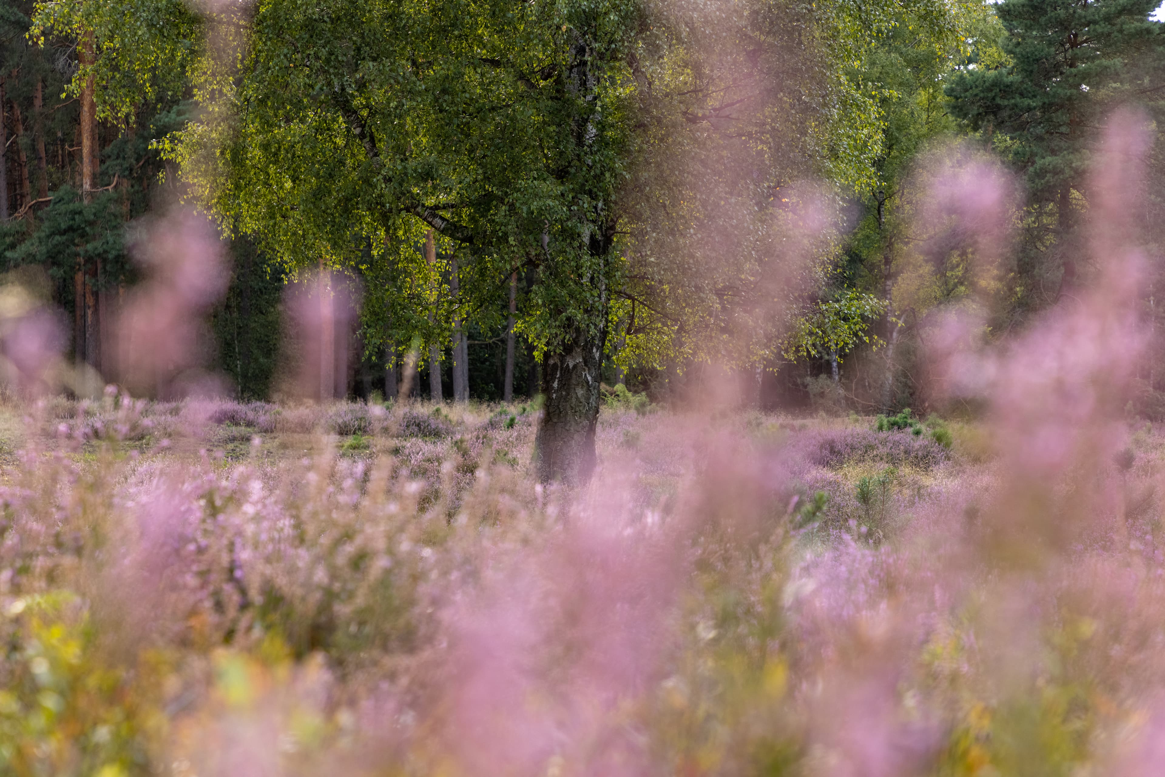Tietlinger Wacholderhain in Walsrode