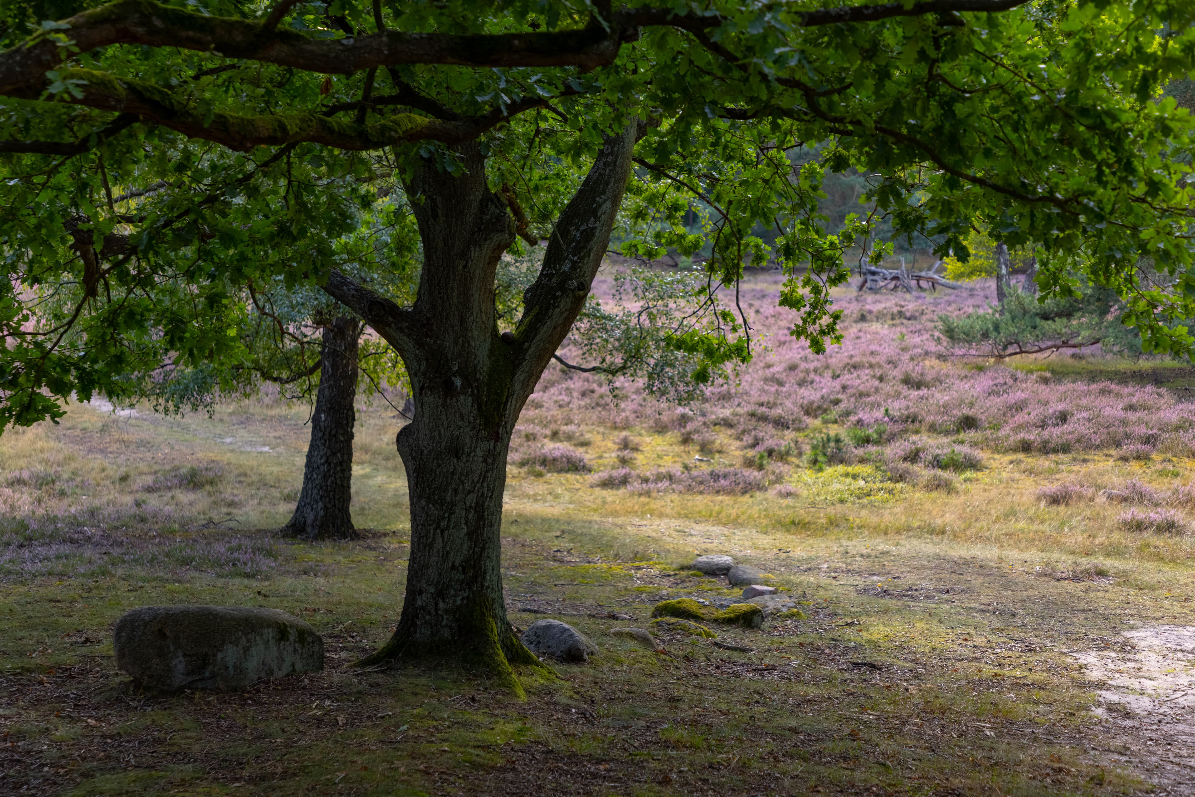 Tietlinger Wacholderhain in Walsrode
