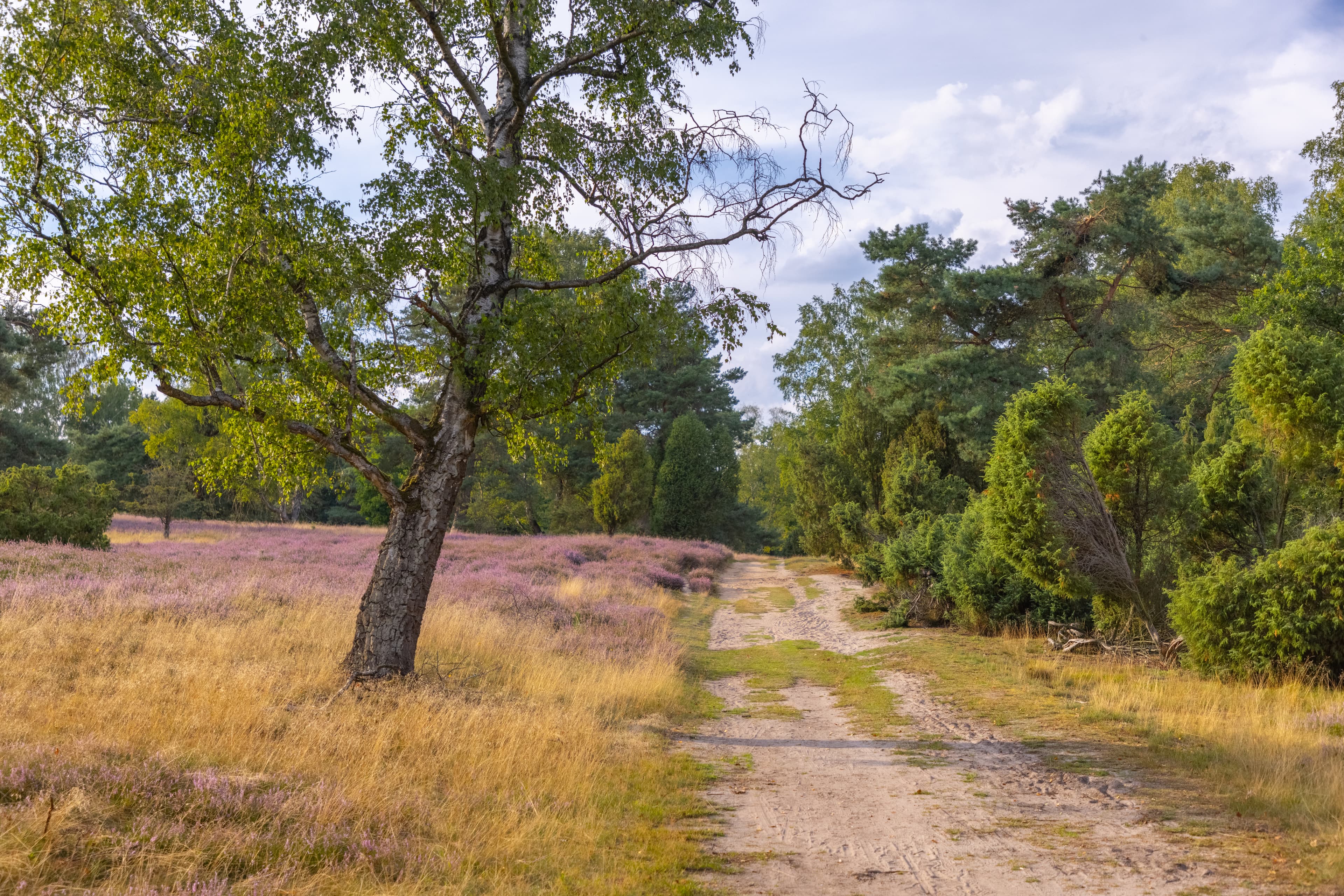 Tietlinger Wacholderhain in Walsrode Wanderweg Heideblüte Heidefläche Heidekreis