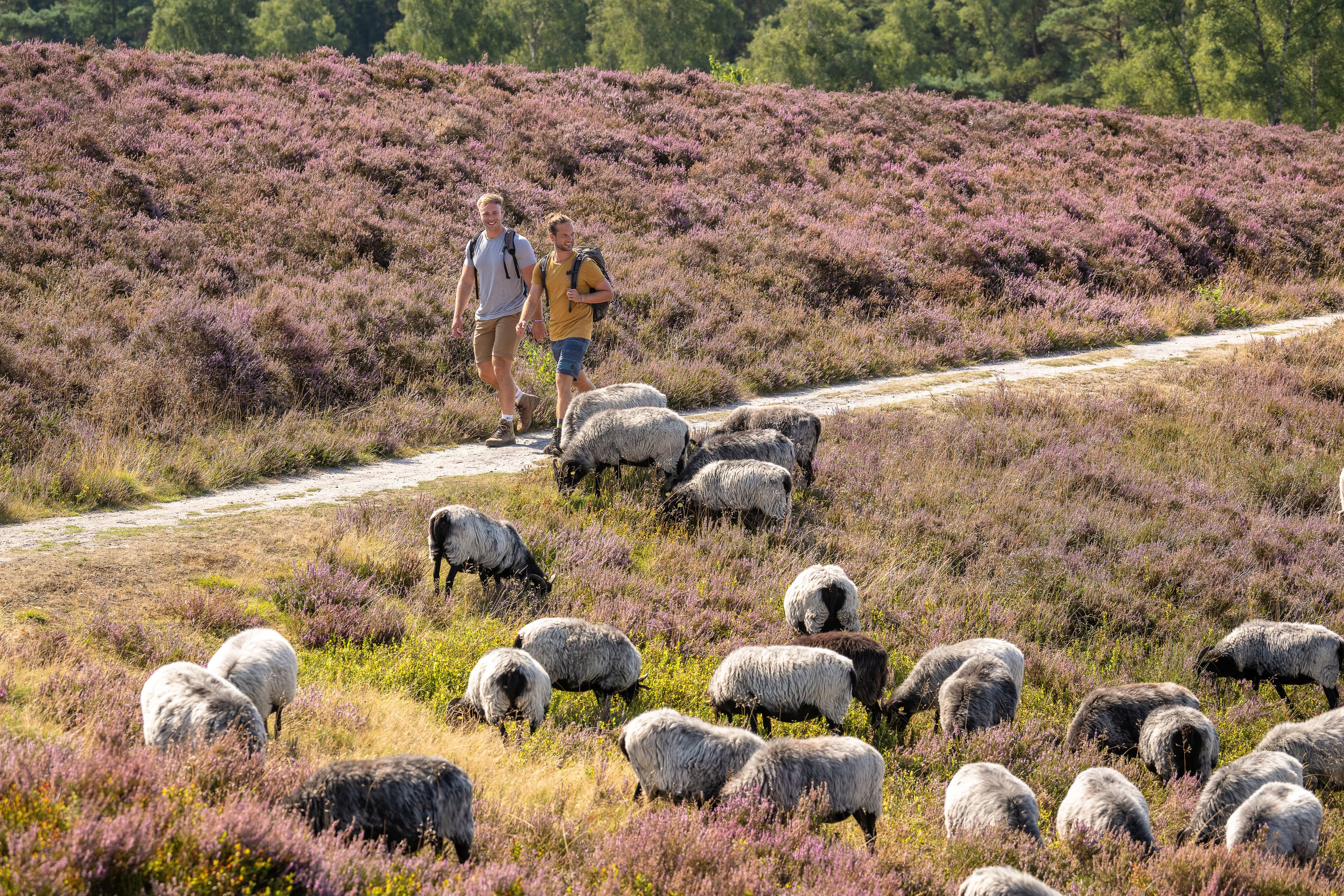 Heidschnuckenherde am Brunsberg Nordheide Sprötze Wandern Ausflugsziel