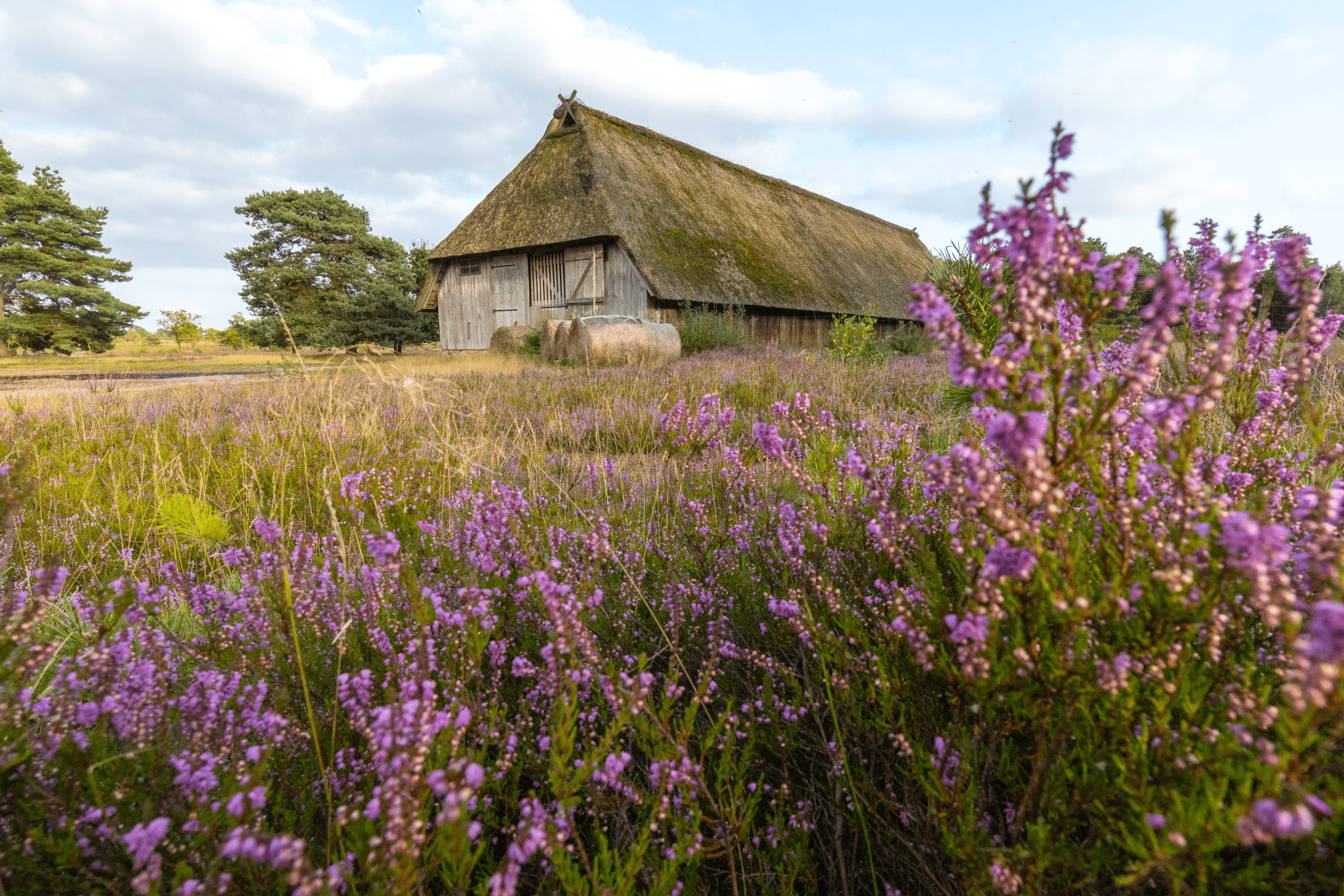 Es gibt eine Heidschnuckenherde in der Osterheide