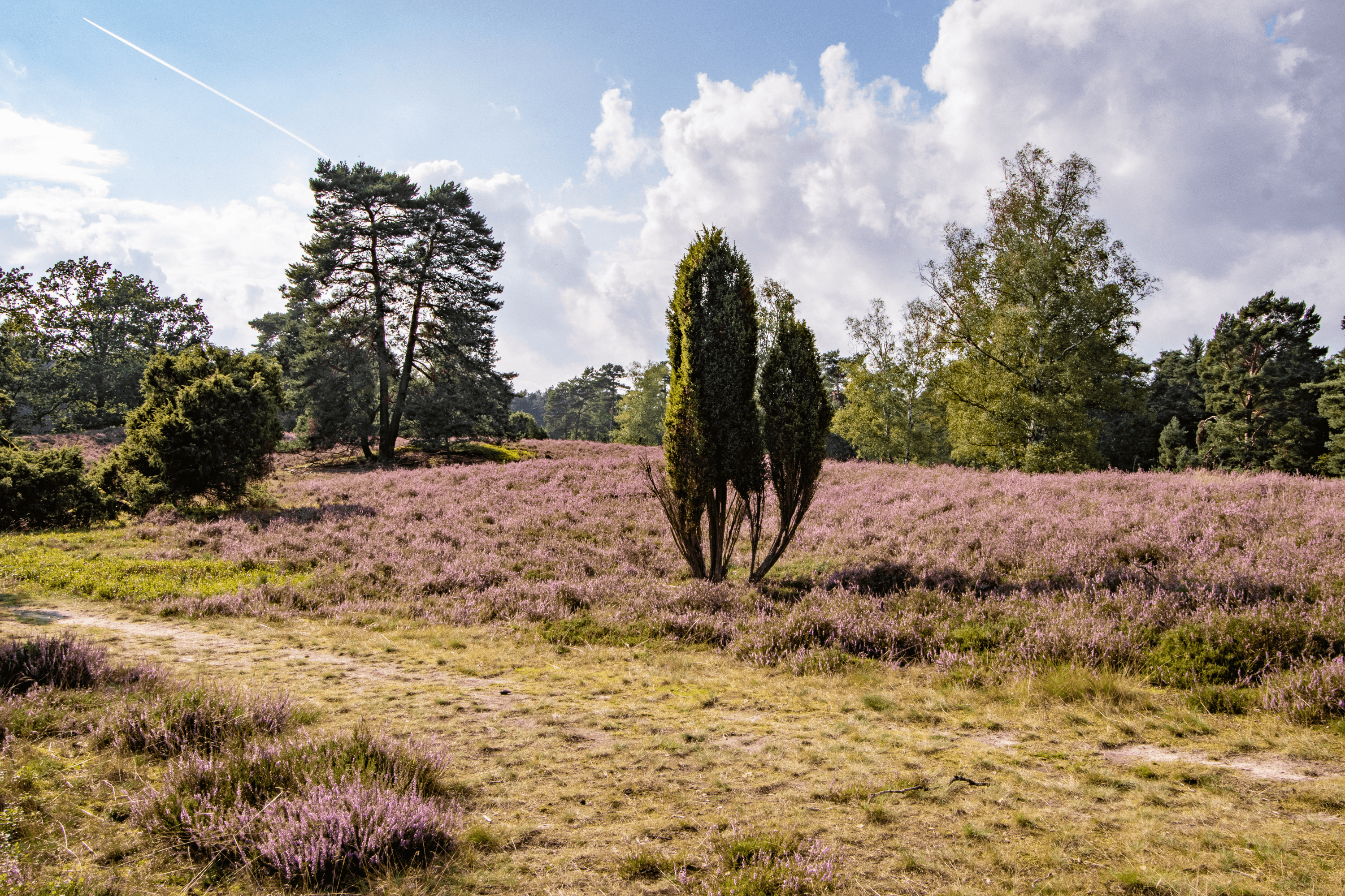 blühende Heide im Tietlinger Wacholderhain am Grab von Hermann Löns