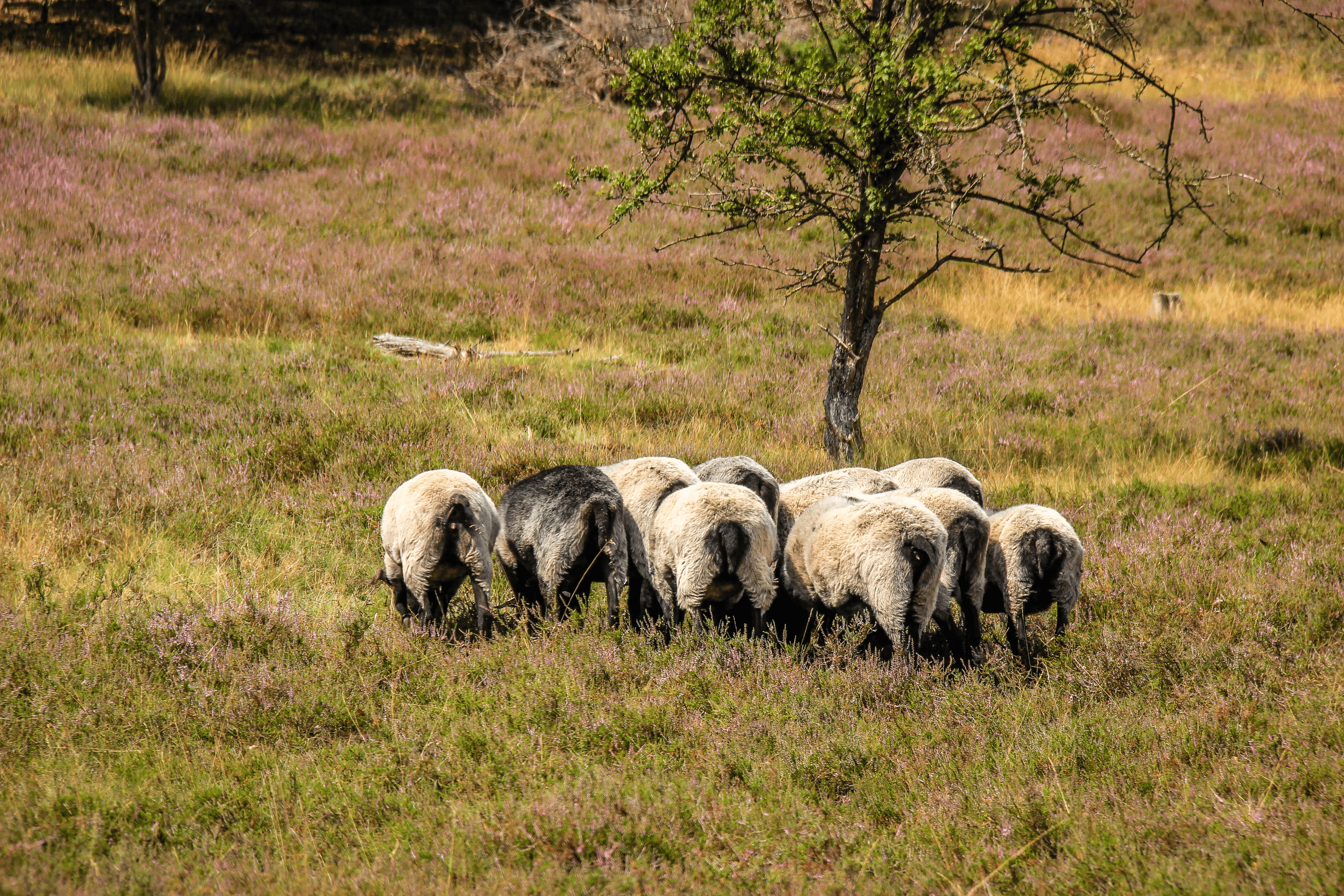 heidschnucken in der heidefläche am grab von hermann löns