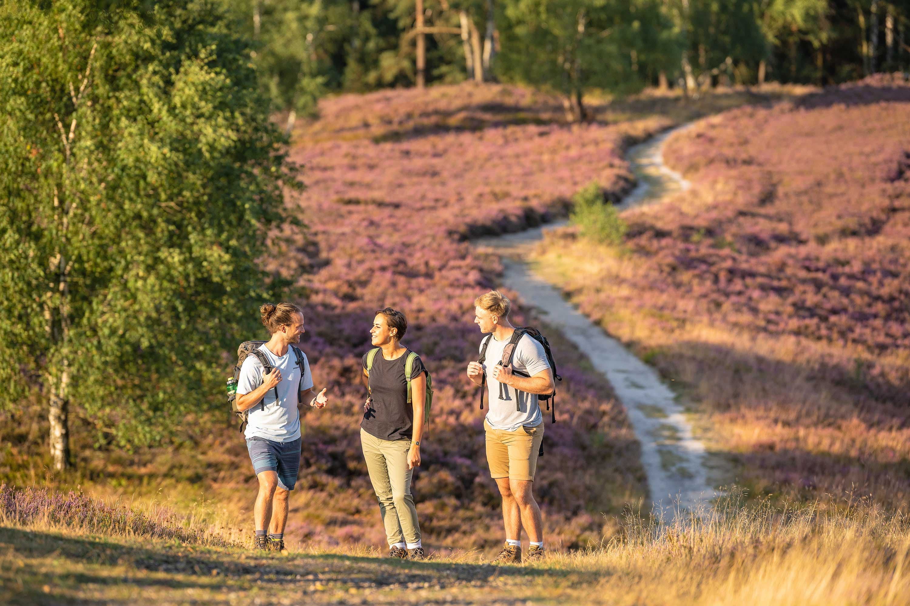 die besten wanderwege zum wandern während der heideblüte