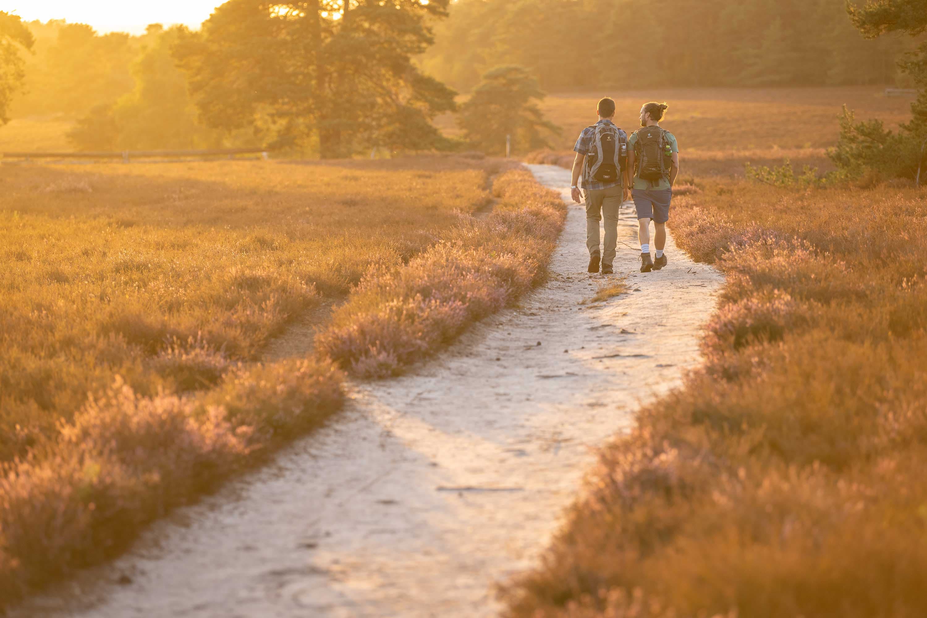 top tipps zum wandern während der blüte in der lüneburger heide