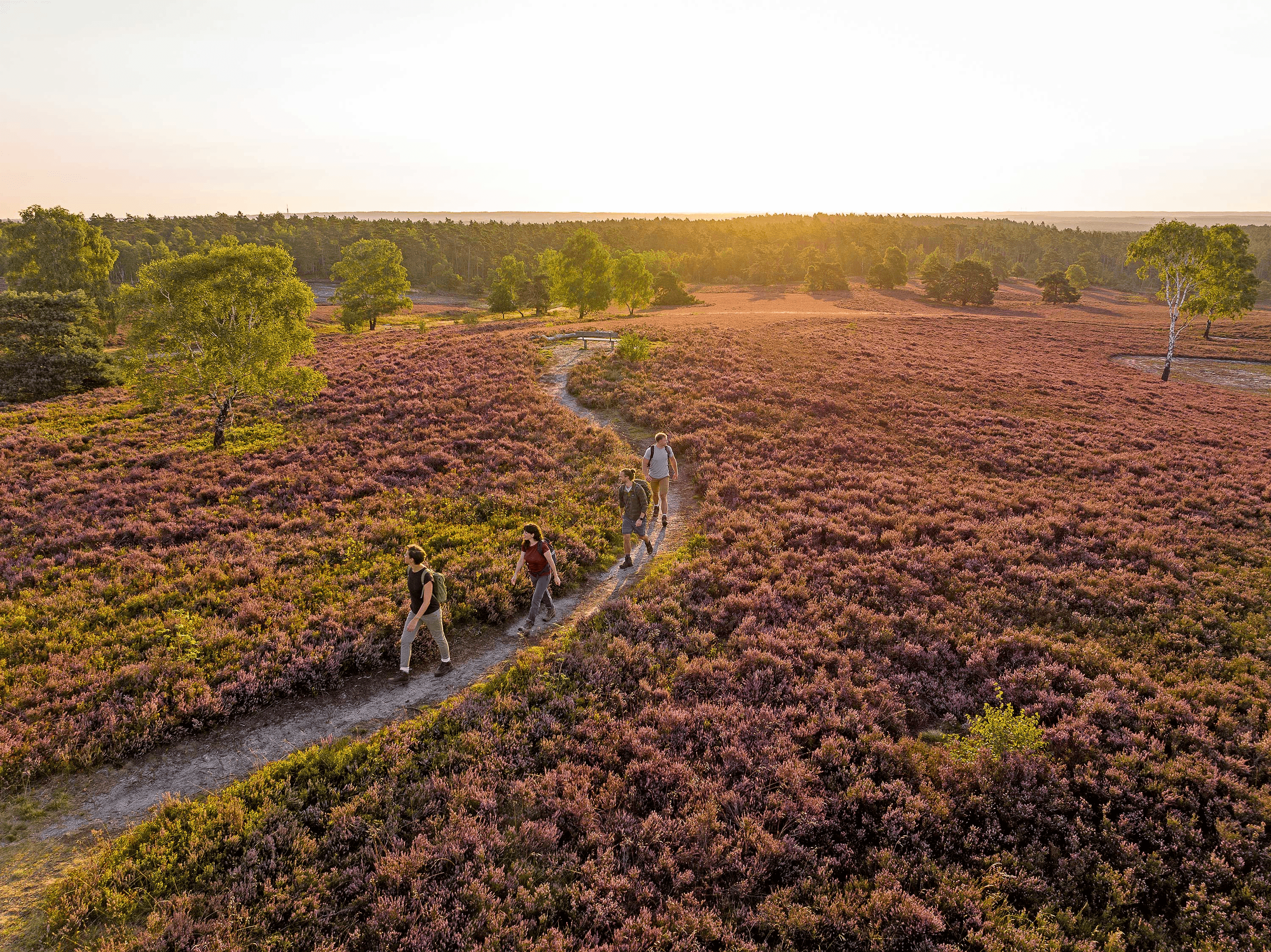 ganz nah an der natur sind die wanderwege zur heideblüte