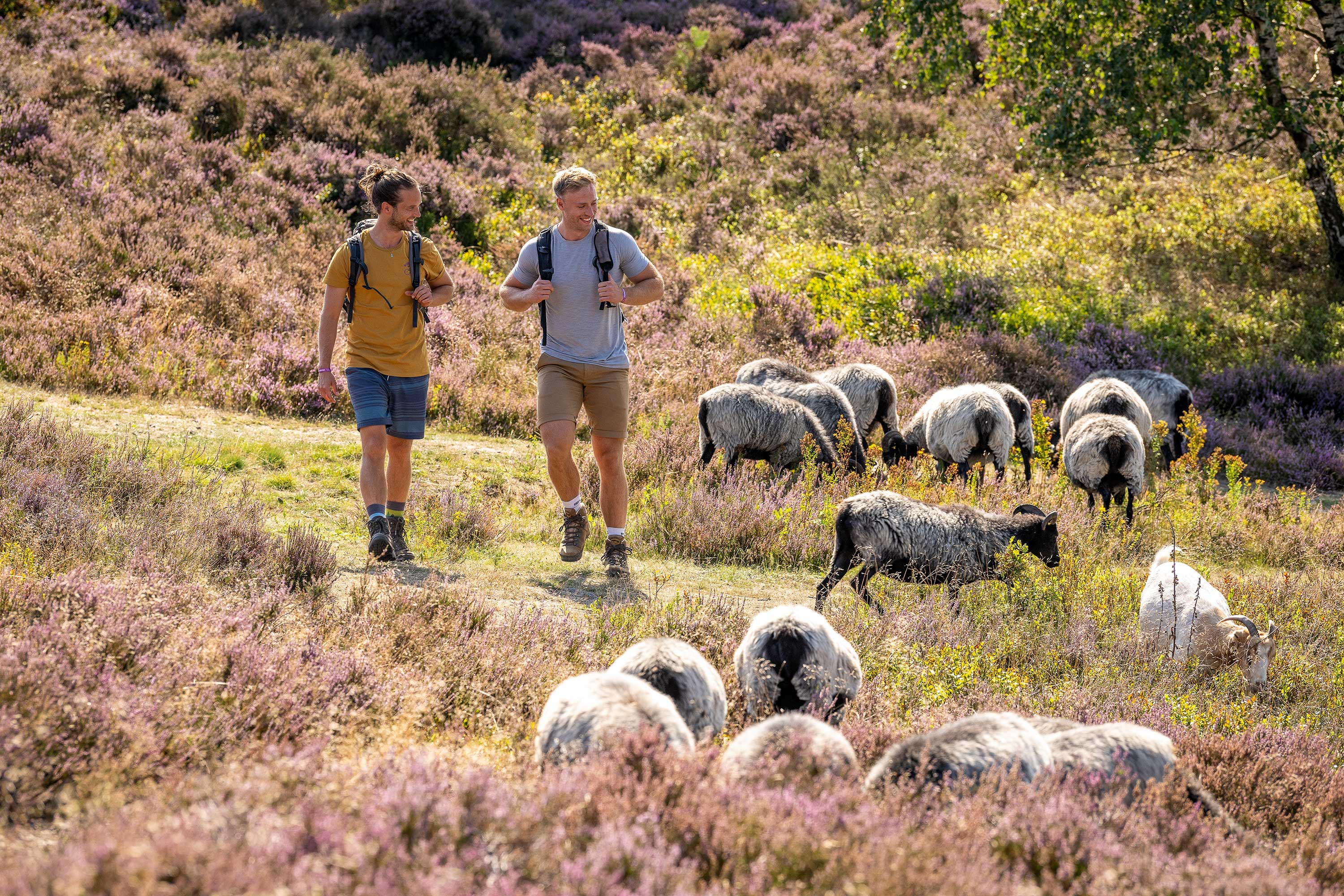 empfehlungen für die beste wandertour zur heideblüte in der lüneburger heide