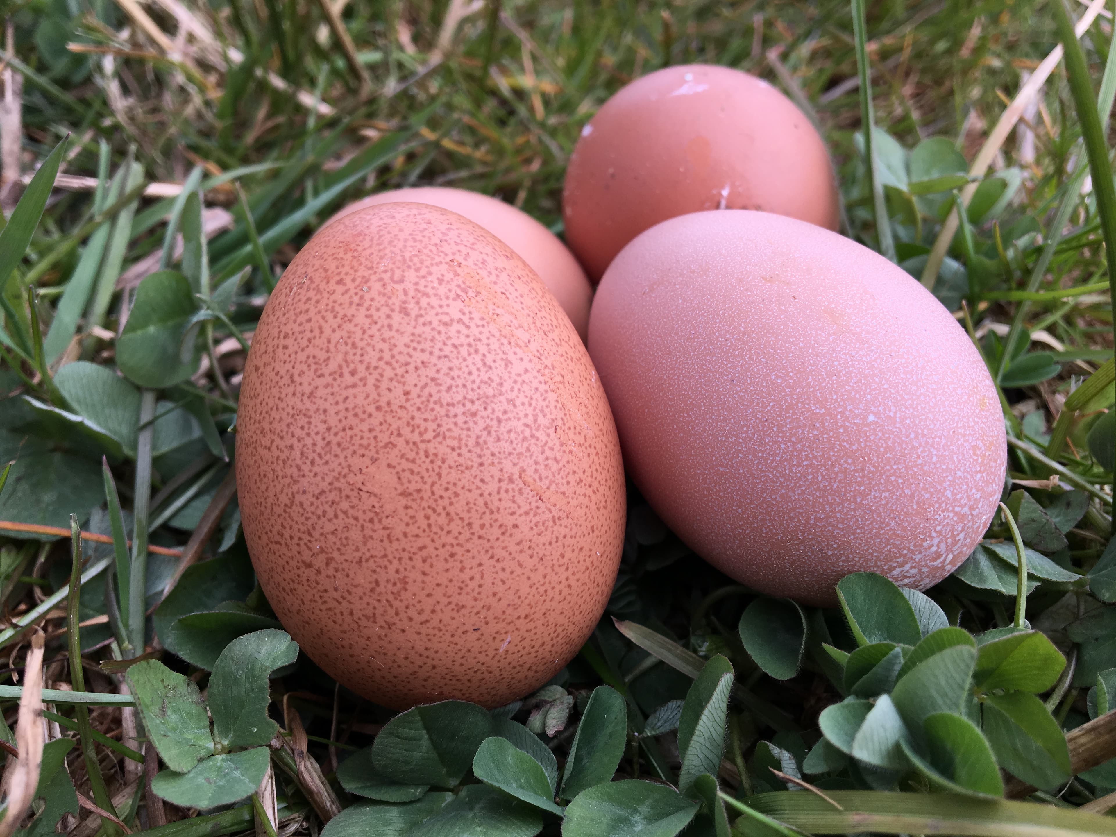 Eier vom Biohof Winterhoff